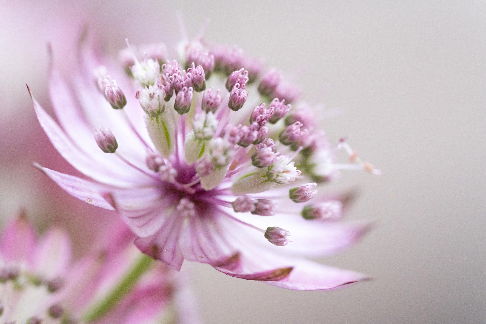 a macro close-up of Astrantia major, a small pink flower that reminds me of a little star. the macro reveals the intricacy of this flower, veins, bracts, buds