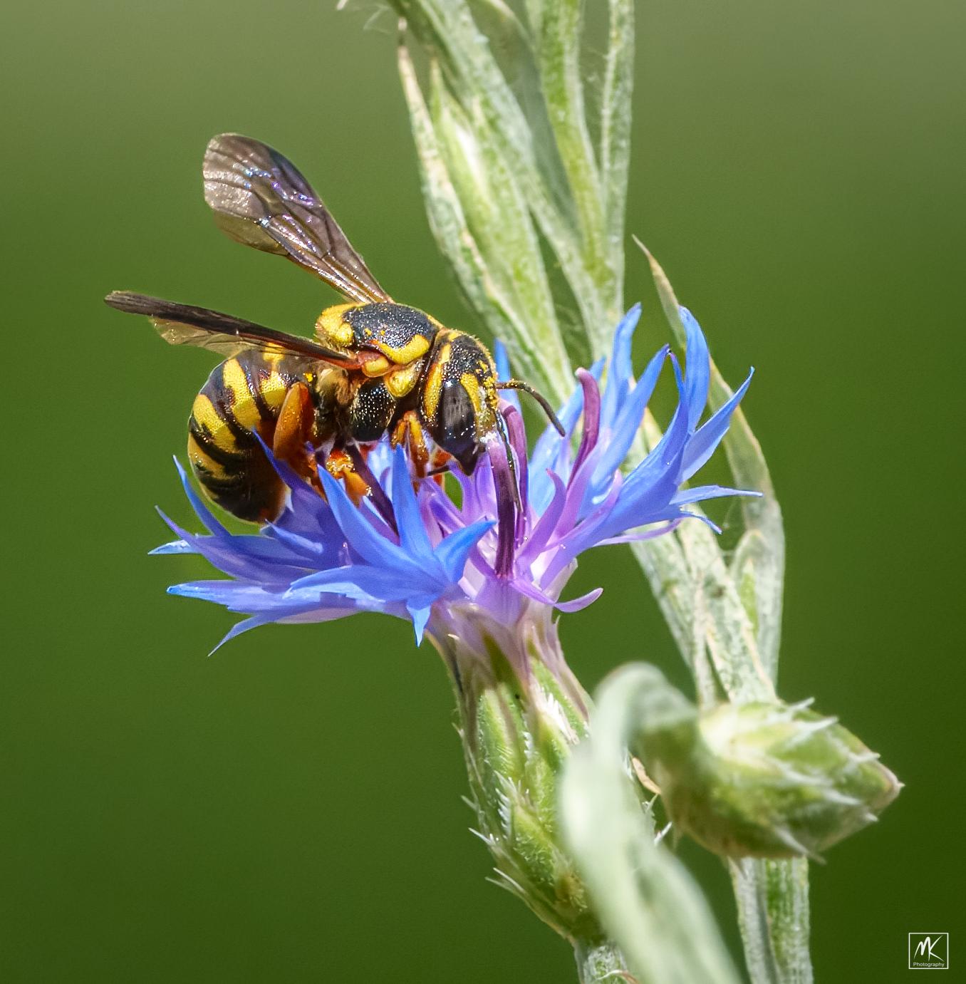 Color macro photo of a black and yellow-striped wool carder bee on a blue cornflower.