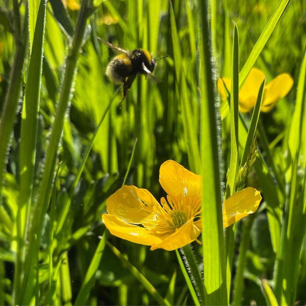 bee hovering above a buttercup flower in the sunshine