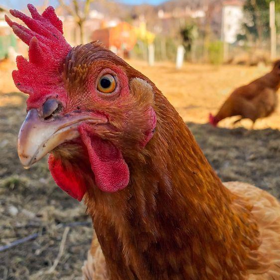 close up photo of a red chicken looking into the camera inquisitively