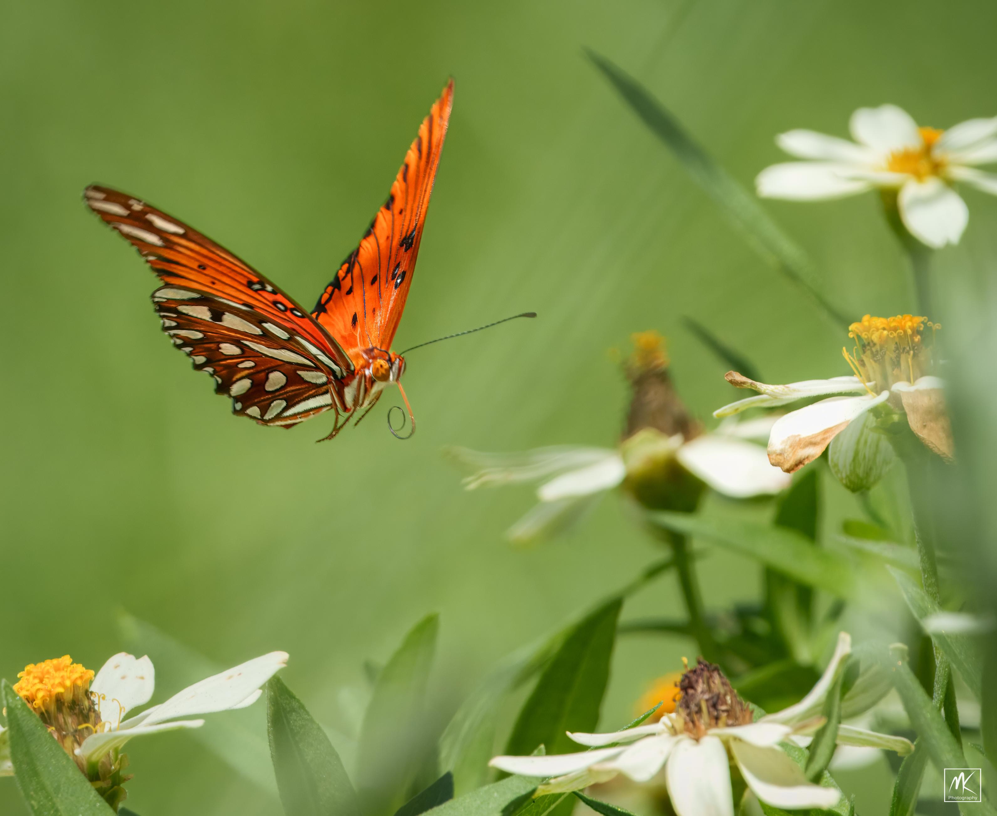 Color photo of an orange butterfly in flight approaching some white zinnia flowers.