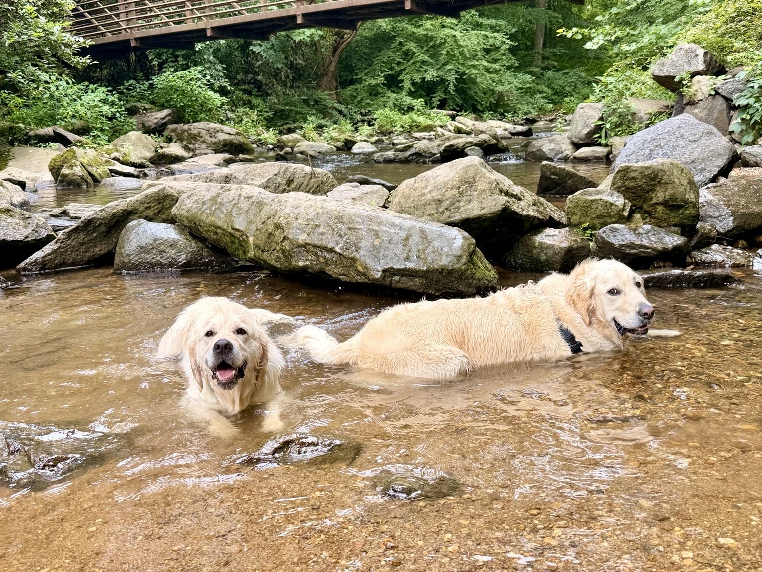Two golden retrievers are playfully wading in a shallow stream, surrounded by smooth rocks and vibrant greenery. A wooden bridge is visible in the background.