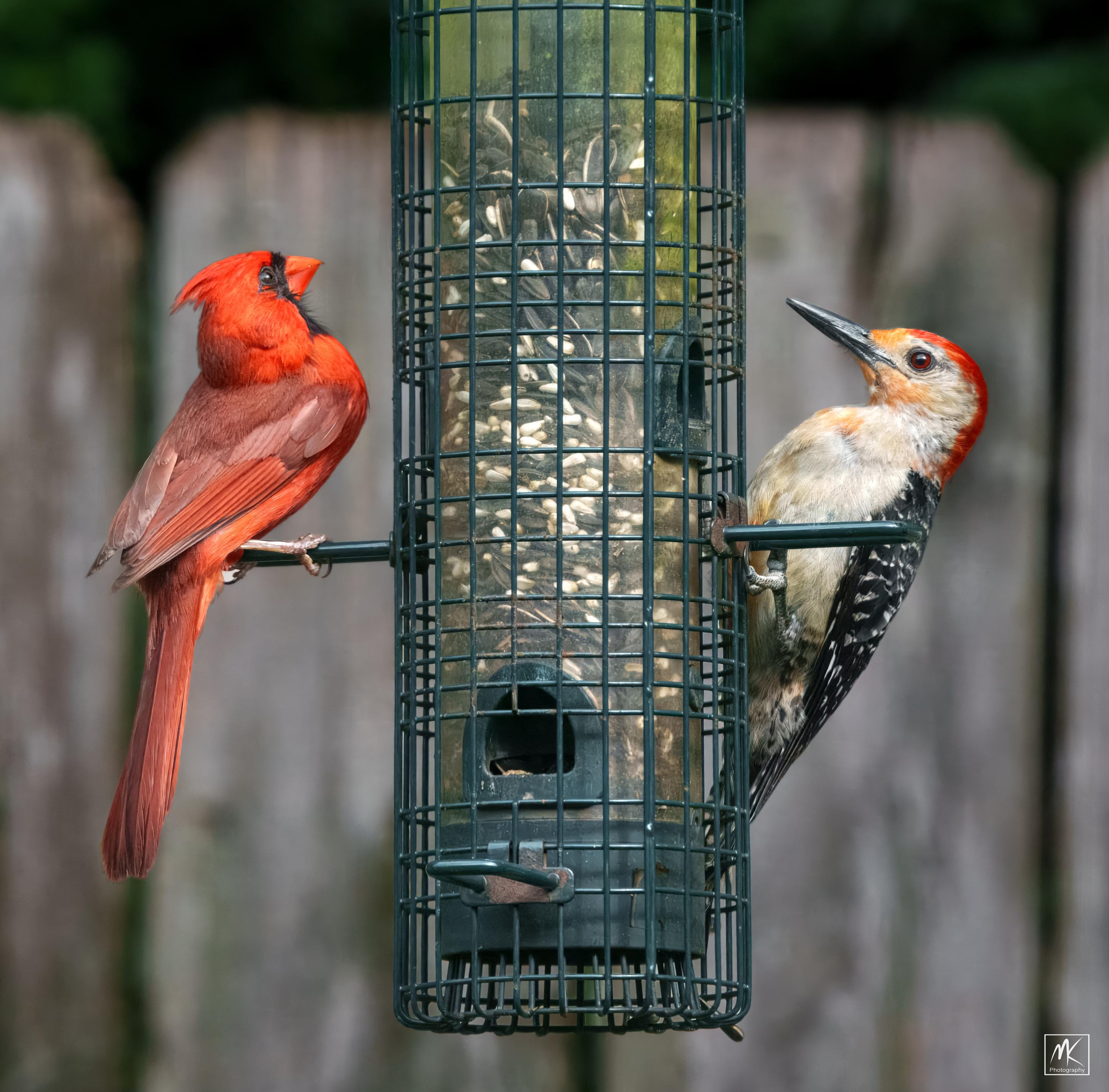 Color photo of a bright red male northern cardinal and a red-headed male red-bellied woodpecker perched on opposite sides of a cylindrical bird feeder.