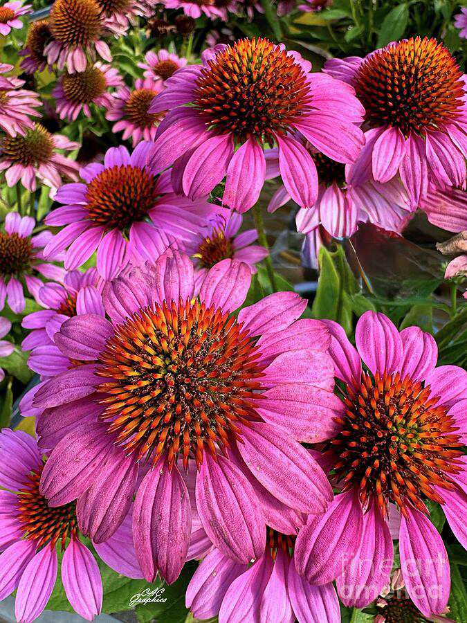 Pink Magenta Coneflowers