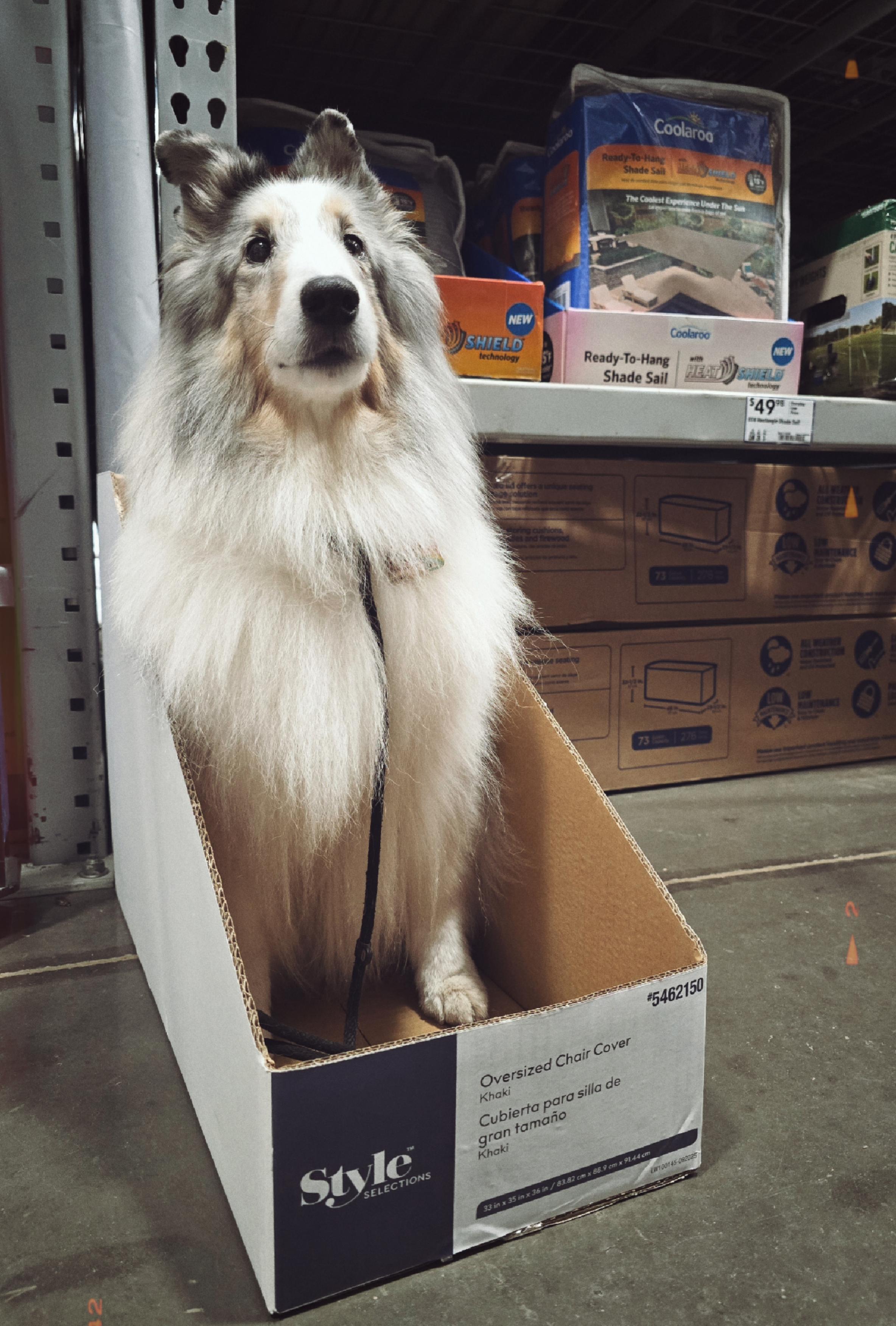 A dog sits in an empty product box at a home improvement store.