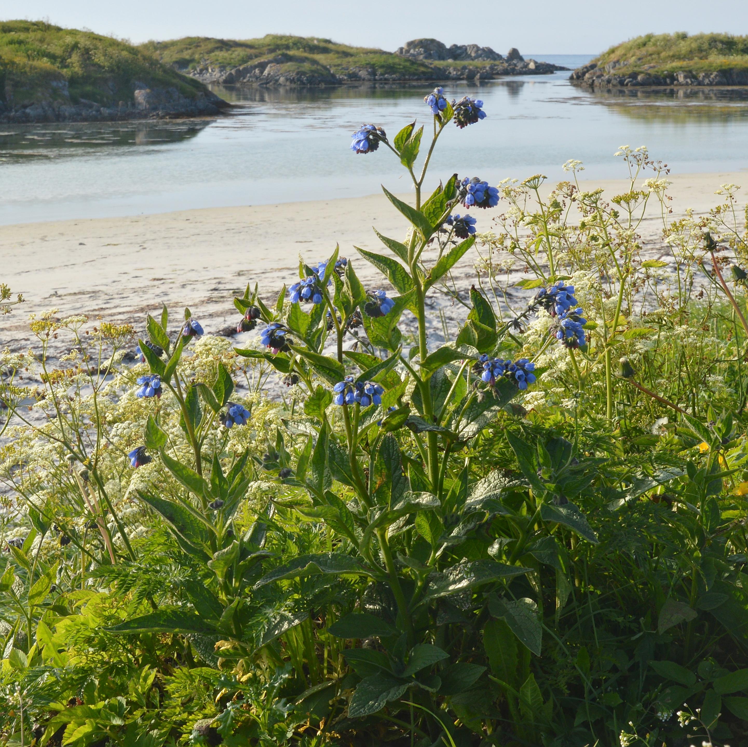 A photo of a comfrey plant with blue flowers. There's a beach behind it and then shallow water with many small islands.