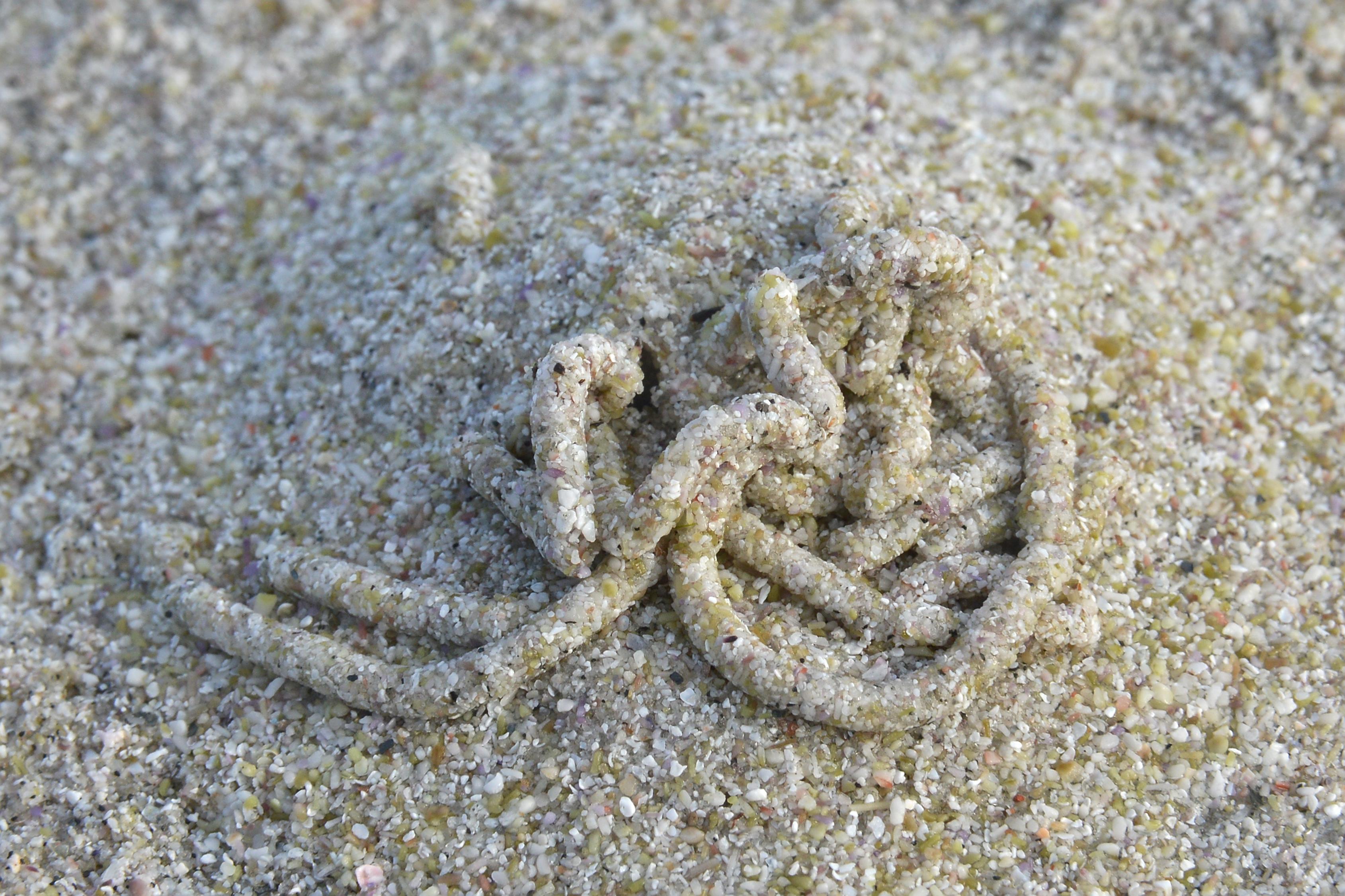 A photo of Arenicola sp. casts in sand.