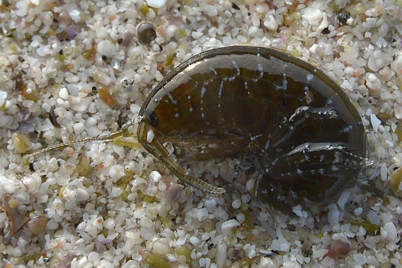 A photo of a dark brown amphipod on sand.