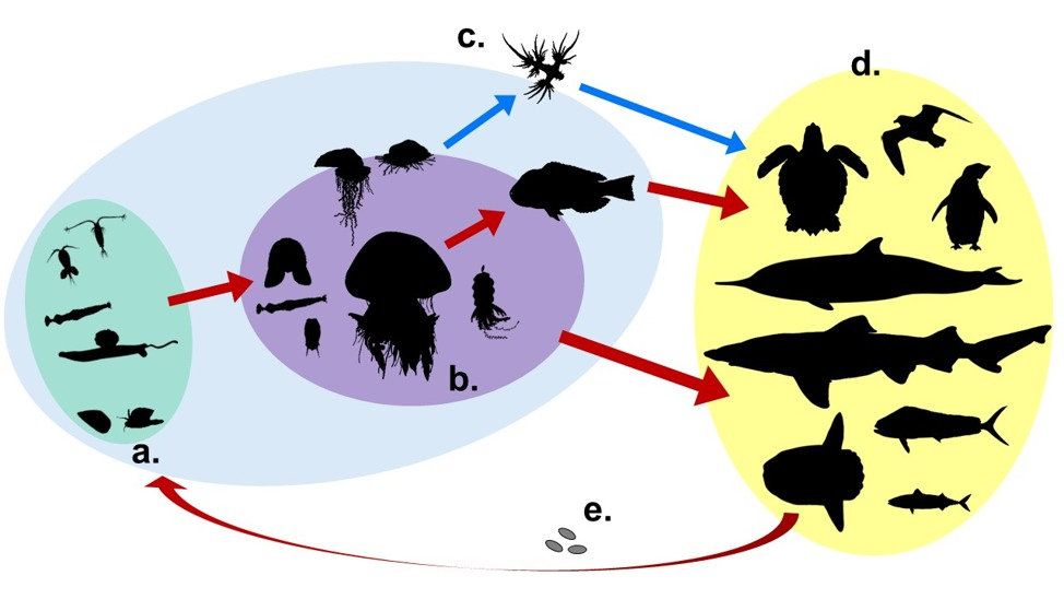 Generalized role of gelatinous zooplankton in helminth transmission pathways. a – first benthic or pelagic intermediate host. b – second-third (rarely fourth) pelagic intermediate host. c – accidental host. d – definitive vertebrate host. e – helminth eggs released from the definitive host into environment. Red arrows indicate helminth transmission between obligate hosts; blue arrow indicates transmission to/from an accidental host. Green circle indicates first intermediate hosts, purple – second- third intermediate hosts, blue – intermediate hosts in general, where helminth larval stages occur, and yellow – definitive hosts, where helminth adults occur.