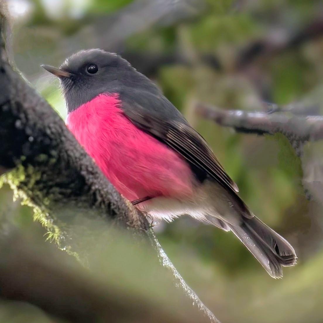 A small songbird perches on a mossy tree branch in soft forest lighting. It has a dark slate-grey head, back, and wings, contrasted by a vibrant, hot-pink breast and a pale lower belly.

Clue: Native to the temperate rainforests of southeastern Australia and Tasmania, this tiny forest dweller boasts a chest so intensely bright it looks as if it were painted with neon magenta.

Fun fact:
Unlike many bright songbirds that forage high in the sunlit canopy, these birds keep their electric-pink plumage mostly hidden in the dark, dense understory of damp gullies, making a sudden glimpse of one feel like finding a glowing forest jewel.

Conservation status: Least Concern (IUCN 3.1)

Text source: Gemini (Edited)

📷: Photo by pen_ash via Pixabay 
https://pixabay.com/users/pen_ash-5526837/