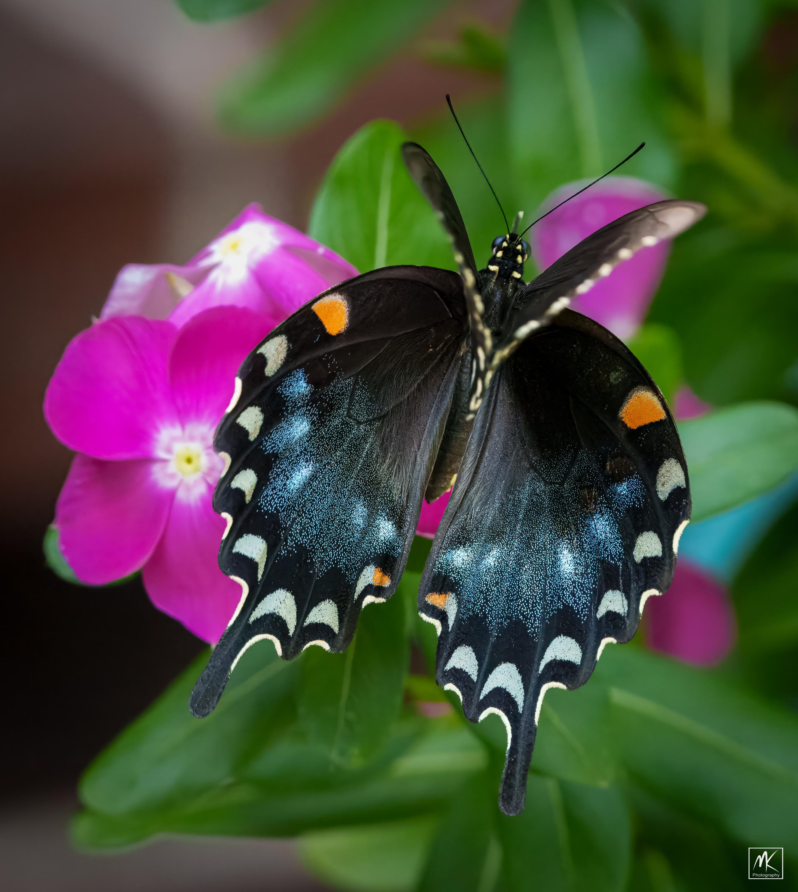 Color photo of a black butterfly from behind as it perches on a pink flower. The butterfly has its front wings folded and the rear wings have white, blue, and orange spots.
