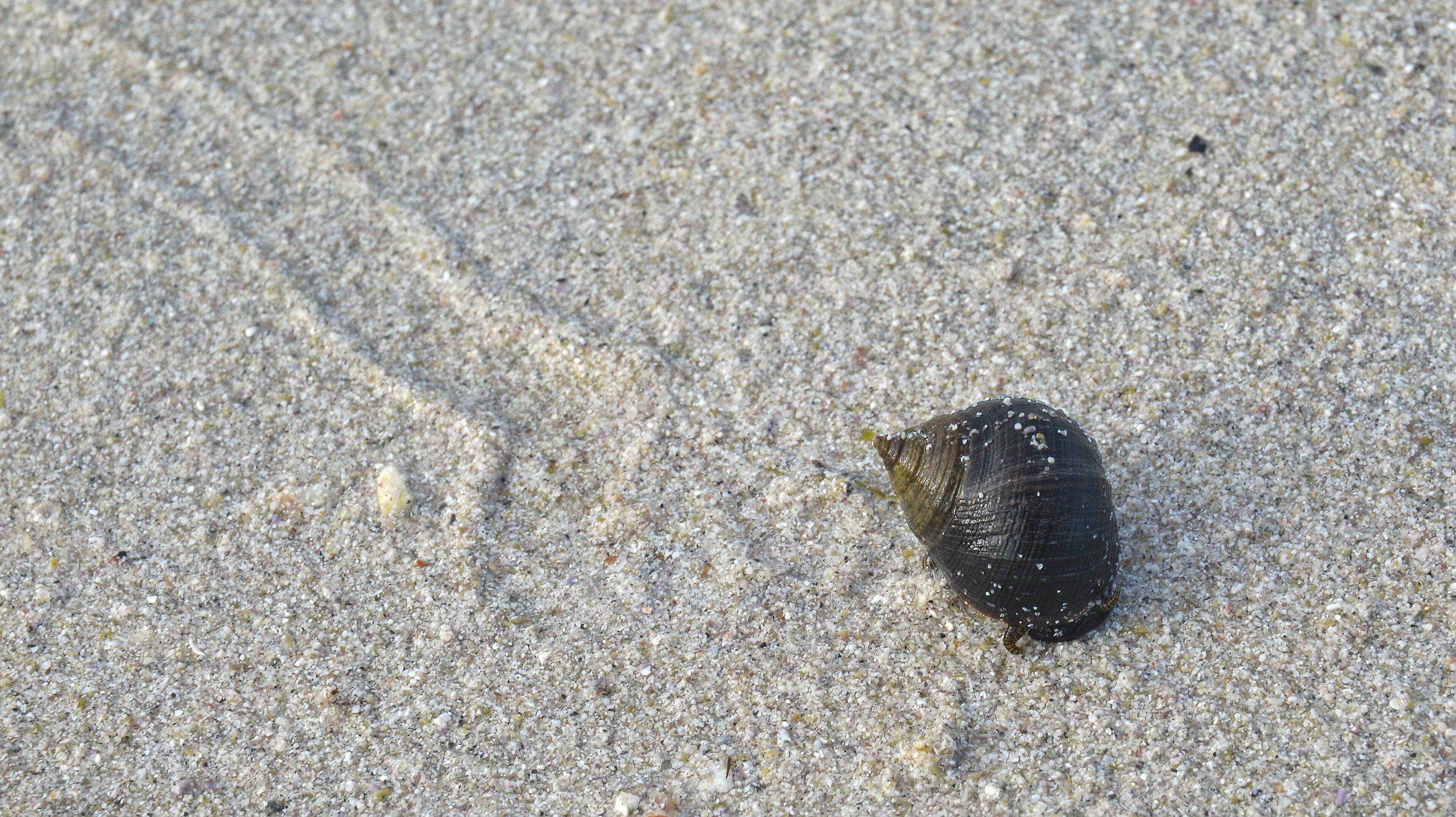 A photo of a common periwinkle leaving a trail through sand.