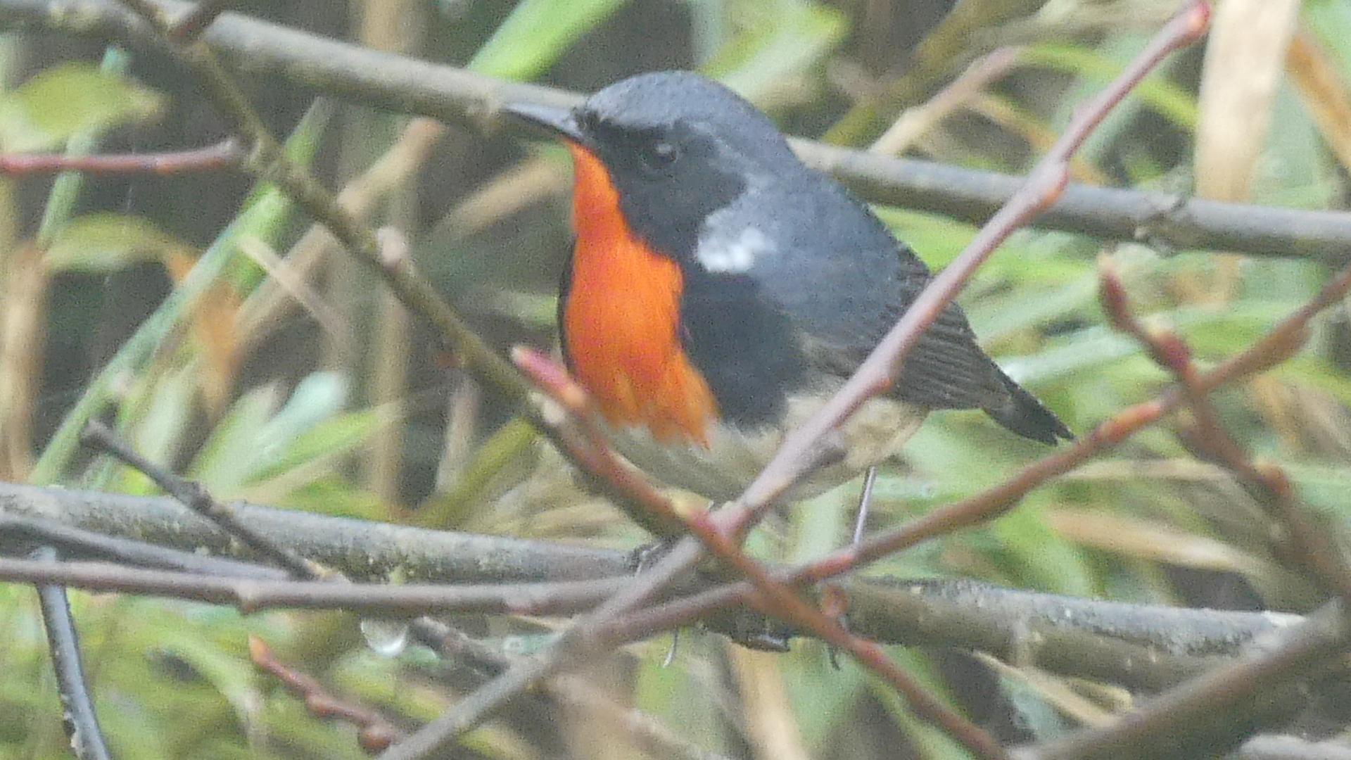 Firethroat (Calliope pectardens)
NT Near Threatened