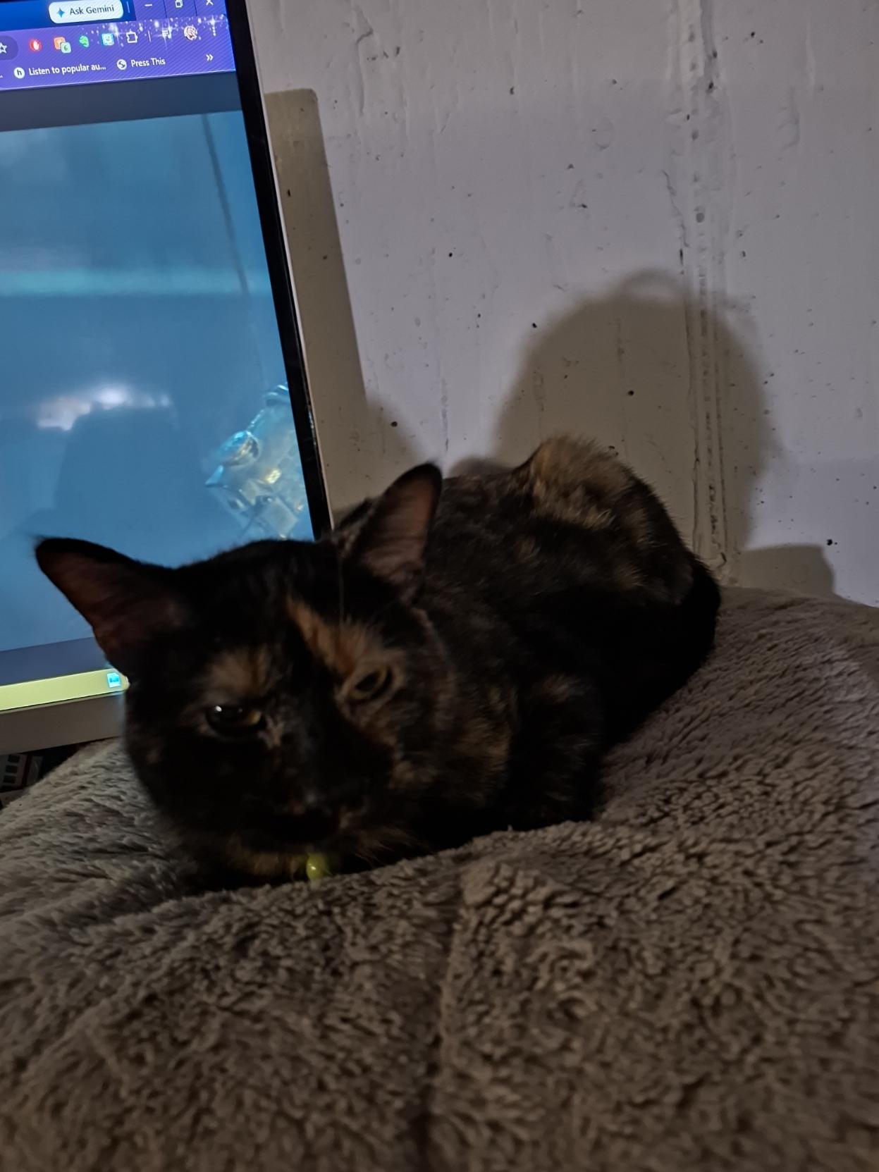 This is Momo. Her name means More Money. As tortisshell cats are meant to bring good luck. Our is broken. A tortie cat sleeping on a pillow next to a computer monitor.