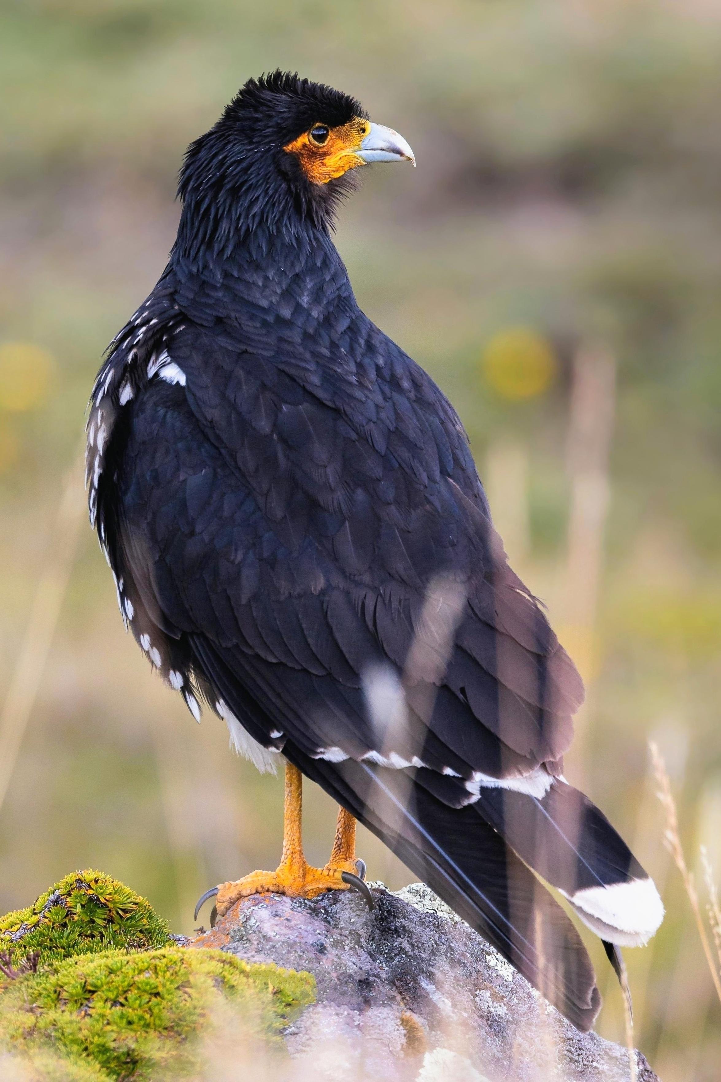 A profile photo of a medium-to-large member of the falcon family (50–56 cm (20–22 in)) perched on a mossy rock in high-altitude grassland. The bird has glossy black upperparts with fine white edges on its wing feathers and a white-tipped tail. It looks over its shoulder, revealing a short black feather crest, a pale hooked bill, vibrant orange bare skin around its face and eyes, and sturdy bright yellow legs.

Clue: “I'm a high-altitude Andean raptor with striking black-and-white plumage and bright yellow legs. Look closely at my face: my wrinkled, bright orange facial skin gives me the first part of my name! Who am I?”

Fun fact: Unlike most falcons that hunt solo from high in the sky, these birds spend much of their time walking or running along the ground in the high-altitude Andean plateaus. Outside the breeding season, they can gather in flocks of over 100 birds, often hanging out alongside cattle or llamas to forage for earthworms, insects, and small prey!

Conservation status: Least Concern (IUCN 3.1)

Text source: Gemini (Edited)

📷: Photo by Keishpixl via Pixabay
https://pixabay.com/users/keishpixl-24324685/