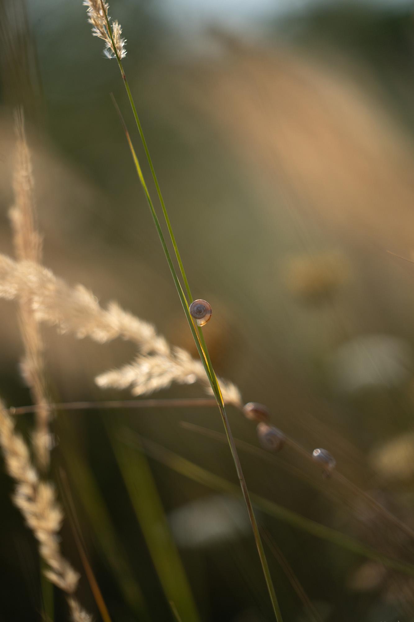 photo of a tiny snail clinging onto a grass stem in warm morning light. its translucent shell catches the backlight and its little spiral can be seen in good contrast. there are a few more on the other grass stems behind it, blurrily in the background