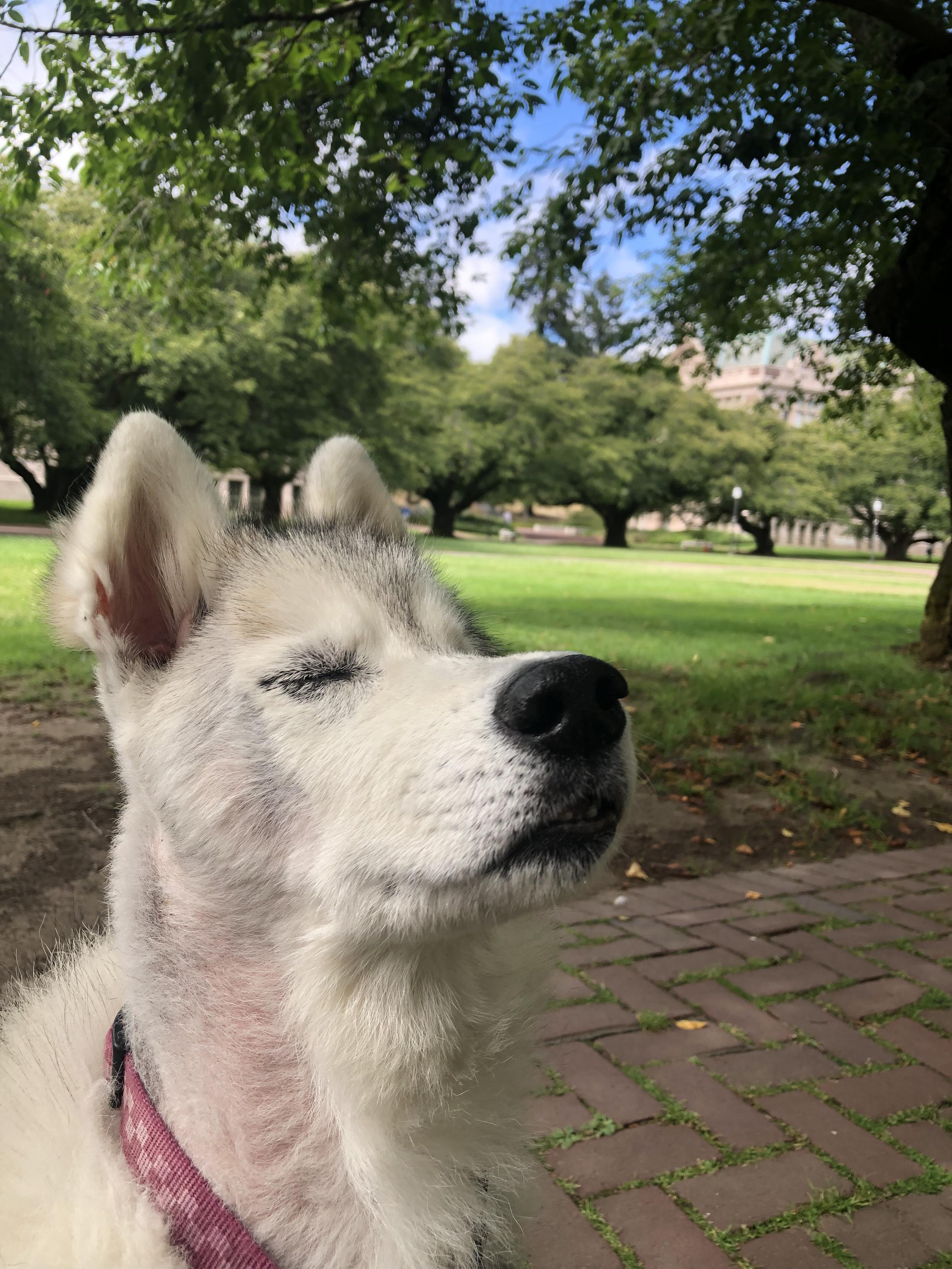 Post op shaved side profile of a gray-white Siberian husky with a pink collar with its eyes closed, meditating upon the clean air (or just wishing for more squirrels). Blue skies and trees in a courtyard in the background. Red brick walkway in the foreground.