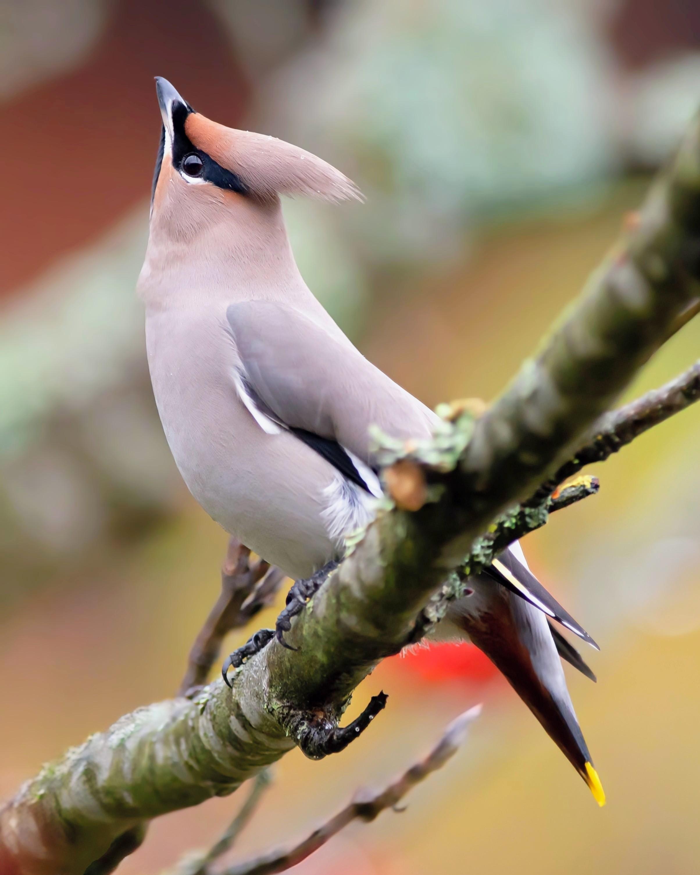 A side-profile photo of a medium-sized songbird (16 - 23 cm (6.3 - 9.1 in) long) perched on a lichen-covered tree branch, tilting its head toward the sky. The bird has silky grey-peach feathers, a prominent crest swept backward, a striking black eye mask, and a bright yellow-tipped tail set against a soft, out-of-focus background.

Clue: Keep an eye out for a sleek winter visitor sporting a fabulous crest, a sharp black eye mask, and a tail that looks like it was freshly dipped in bright yellow paint!

Fun fact: These birds eat so many berries in late winter that they frequently consume fermented ones! Luckily, they have oversized, highly efficient livers to process the alcohol so they can fly safely after a fruity feast.

Conservation status: Least Concern (IUCN 3.1)

Text source: Gemini (Edited)

📷: Photo by PenjaK via Pixabay 
https://pixabay.com/users/penjak-19211275/