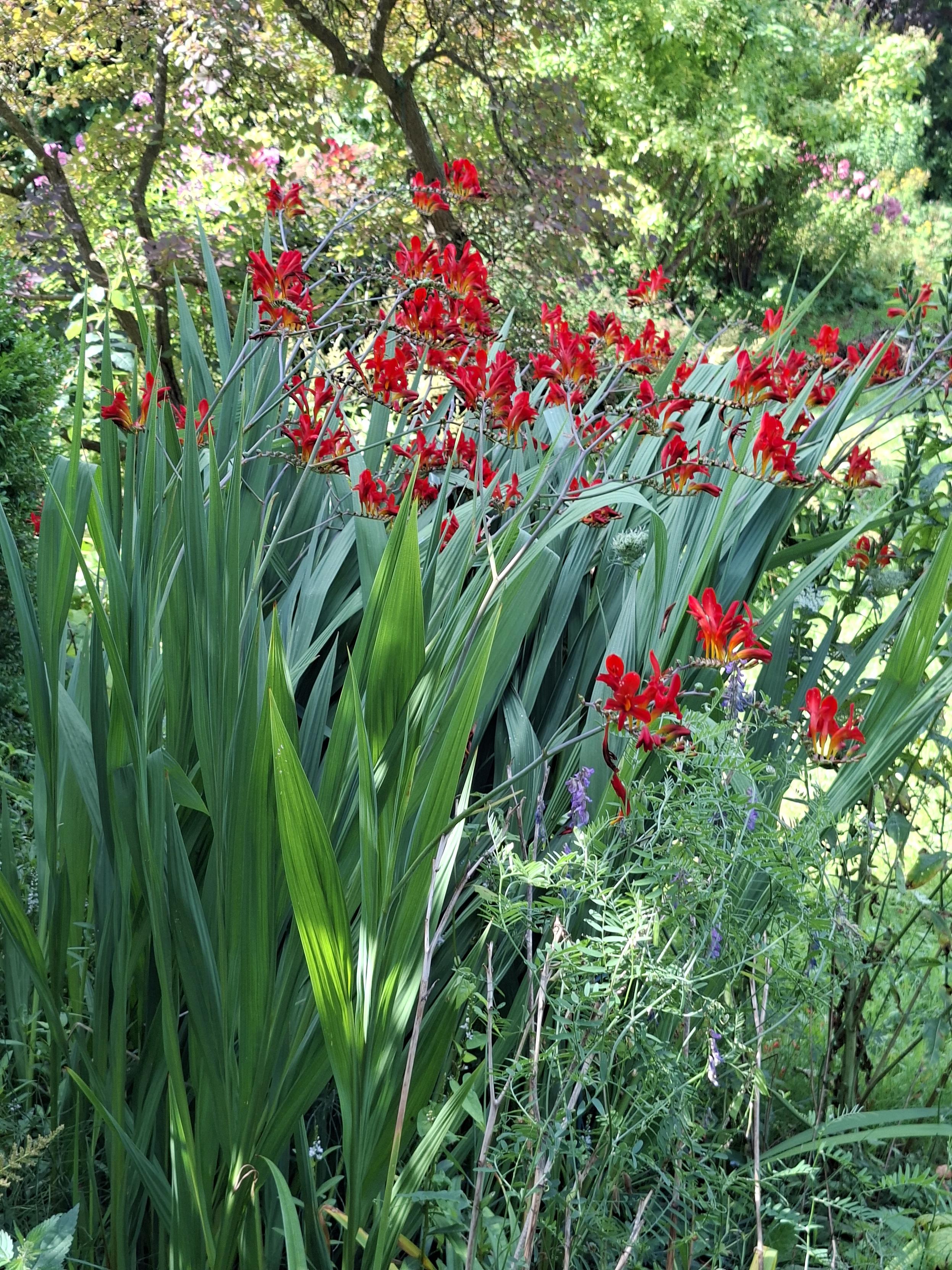 Eine hohe Staude mit leuchten hellrot Blüten. Die Pflanze hat schmale längliche Blätter, am Ende sitzen hintereinander viele kleine Blüten aufgereiht, wie ein kleiner Schweif.
Dahinter kleine Bäume und Sträucher, grün