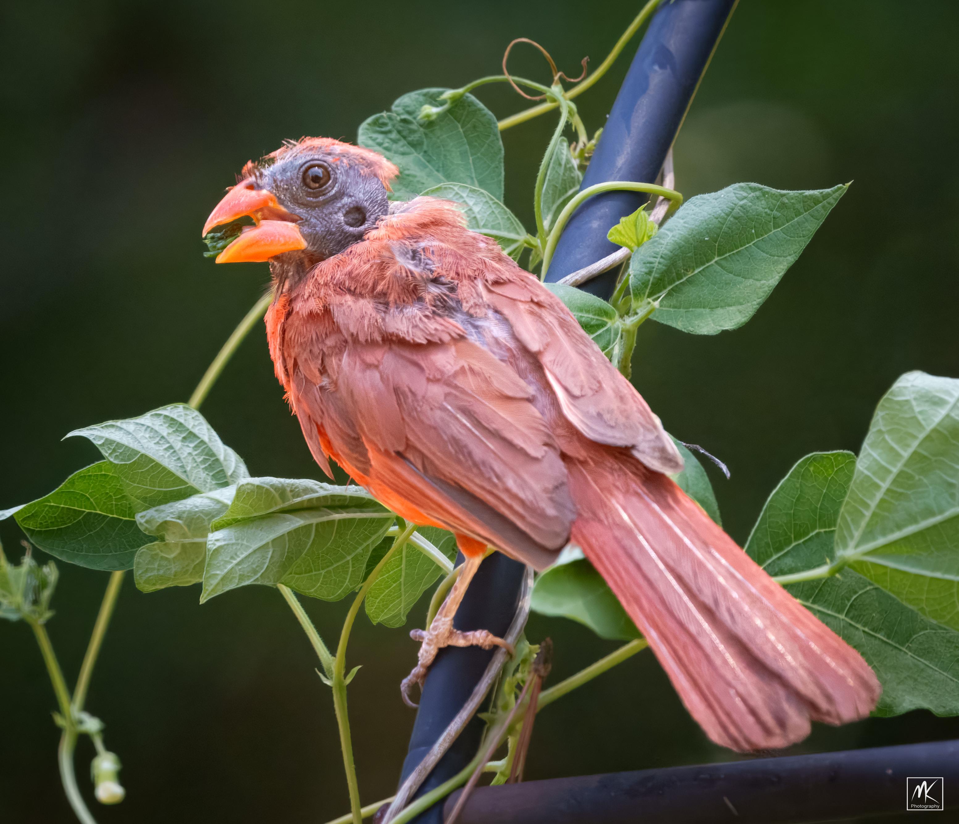 Color photo of a male cardinal undergoing summer molting with its head nearly bare of feathers revealing its dark reptilian looking features underneath. The cardinal is perched on a metal trellis and has crushed leaves in its beak that it just tore off of a vine.