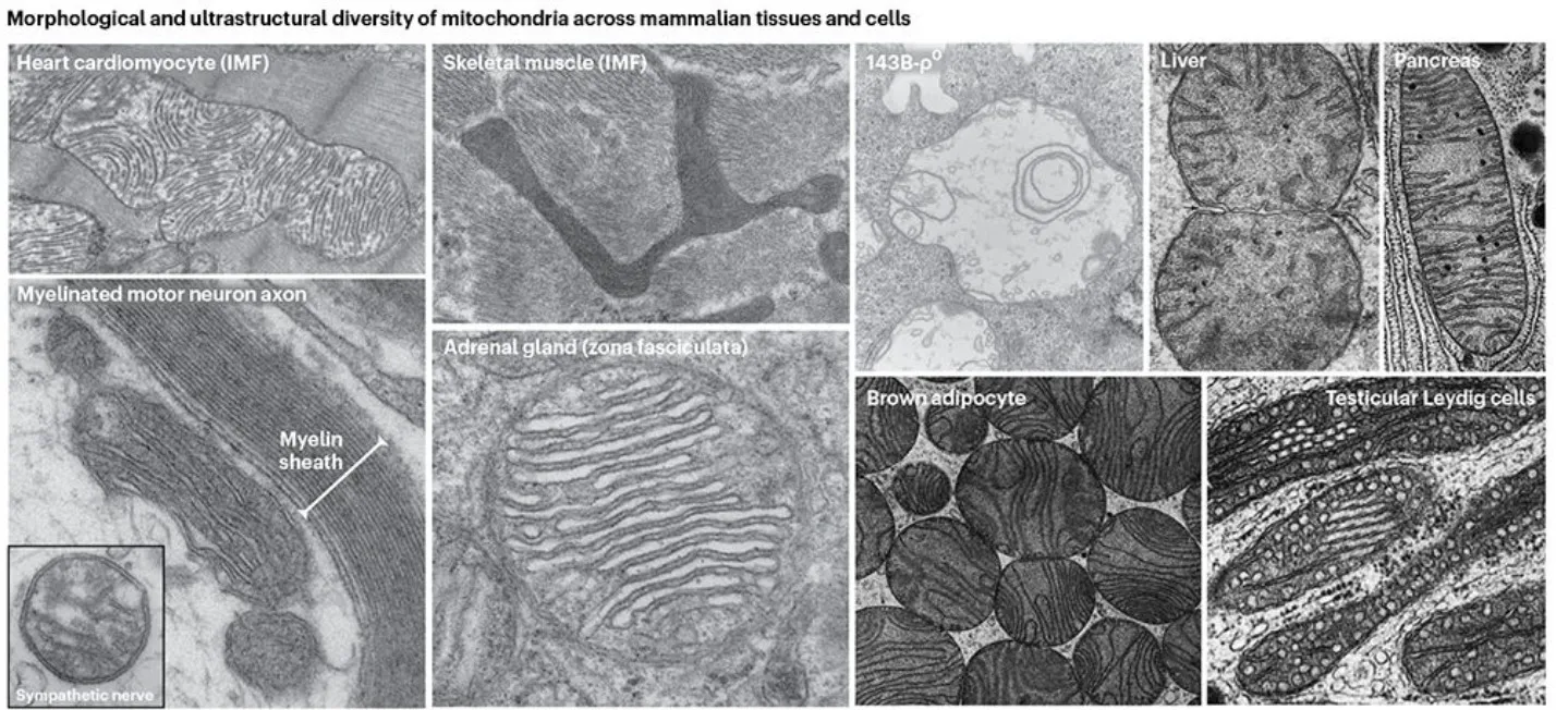 TEM micrographs of mitochondria in mammalian tissues and cultured cells. The 143B-ρ0mitochondrion lacking mtDNA. Note the natural variation in morphology (gross shape of mitochondria), in ultrastructure (positioning and organization of internal cristae membranes) and overall electron density (reflecting density of molecular components).