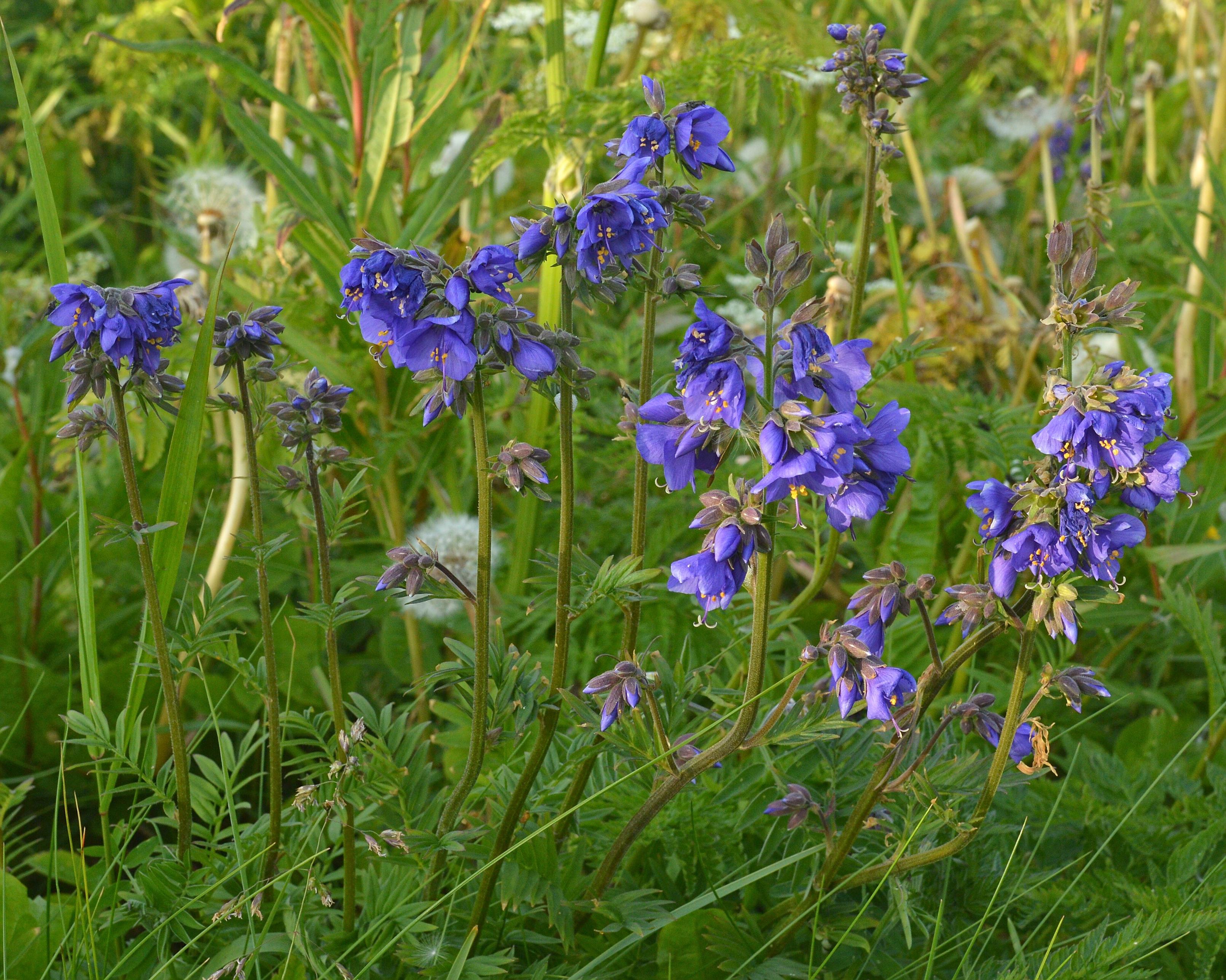 A photo of a patch of blue jacob's ladder flowers.