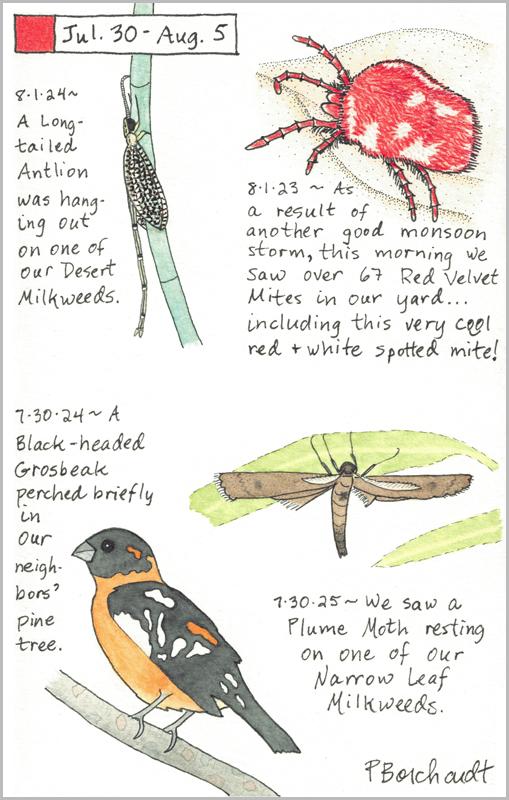 My 2025 Perpetual Journal watercolor and pen art of a Plume Moth; my 2024 Perpetual Journal watercolor and pen art of a Black-headed Grosbeak and a Long-tailed Antlion; & my 2023 Perpetual Journal watercolor and pen art of a spotted Red Velvet Mite, all in Tucson, AZ, for the week of Jul. 30-Aug. 5.