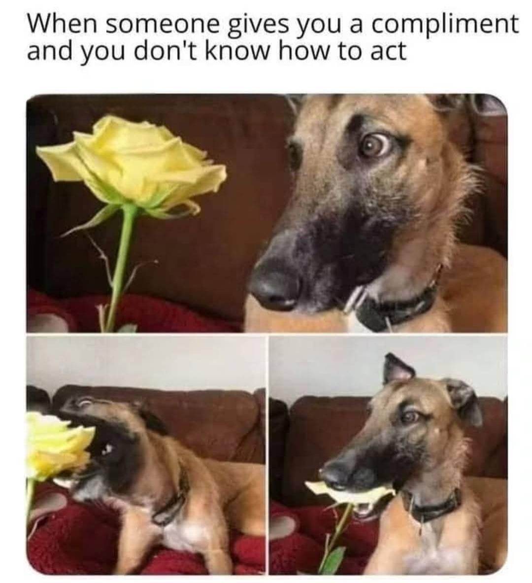 "When someone gives you a compliment and you don't know how to act"
1.A greyhound looks at a white rose with surprise and doubt. 2. The dog bites the rose. 3. Only a piece of the flower is sticking out from the dog's mouth.