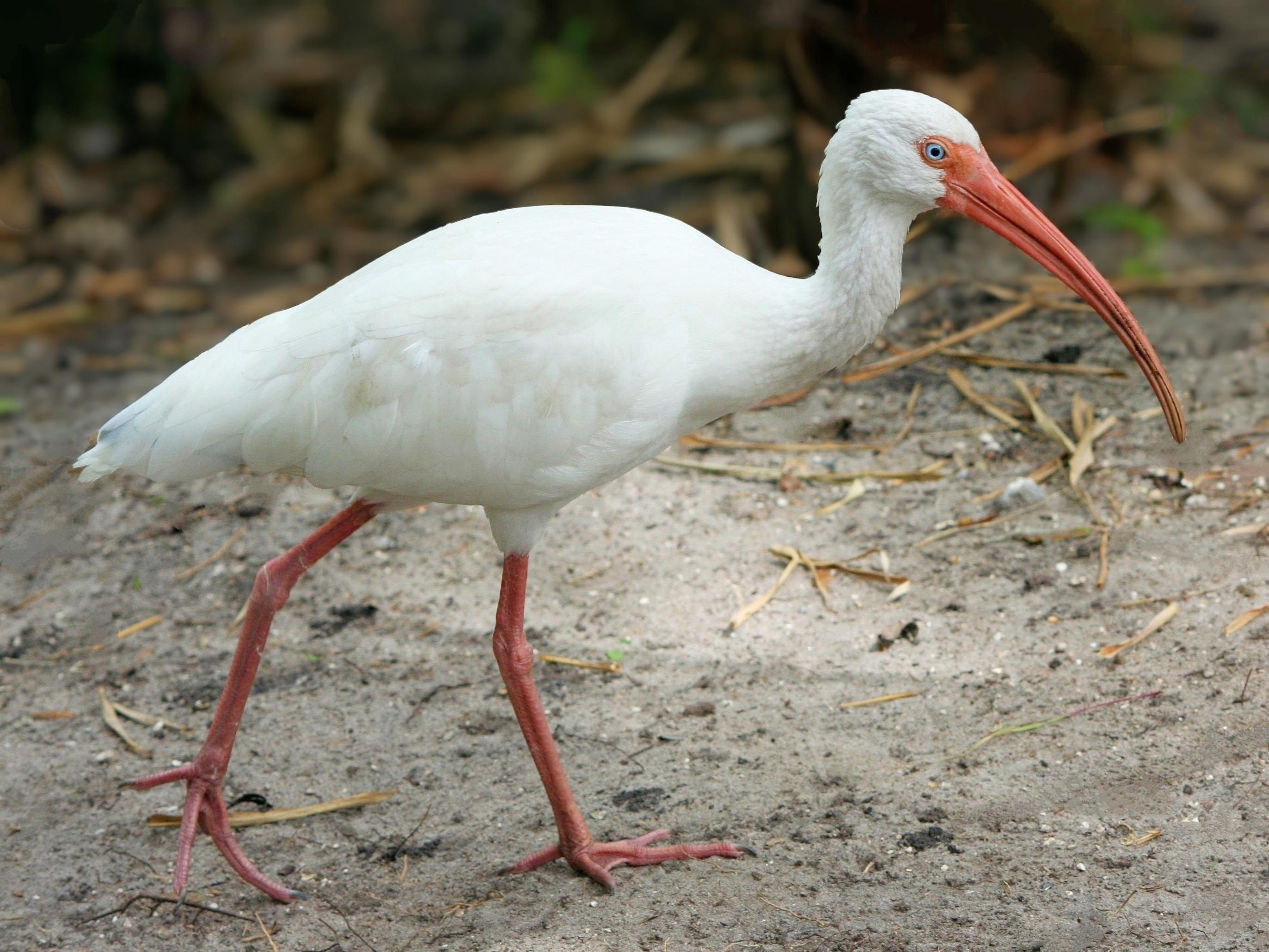 A side-profile photo of a medium-sized wading bird (53–70 cm (21–28 in) long) with bright white plumage, long pinkish-red legs, light blue eyes, and a distinctive long, downward-curving orange-pink beak walking on sandy ground.

Clue: With bright white feathers, striking blue eyes, and a curved orange beak built for probing coastal waters, this wetland wading bird is famous across the coastal Americas and serves as the mascot for the University of Miami!

Fun fact: Although adult birds are pure white, their diet of crayfish turns their long legs and decurved bill an even brighter, vibrant shade of red during breeding season! 

Conservation status: Least Concern (IUCN 3.1)

Text source: Gemini (Edited)

📷: Photo by JamesDeMers via Pixabay 
https://pixabay.com/users/jamesdemers-3416/