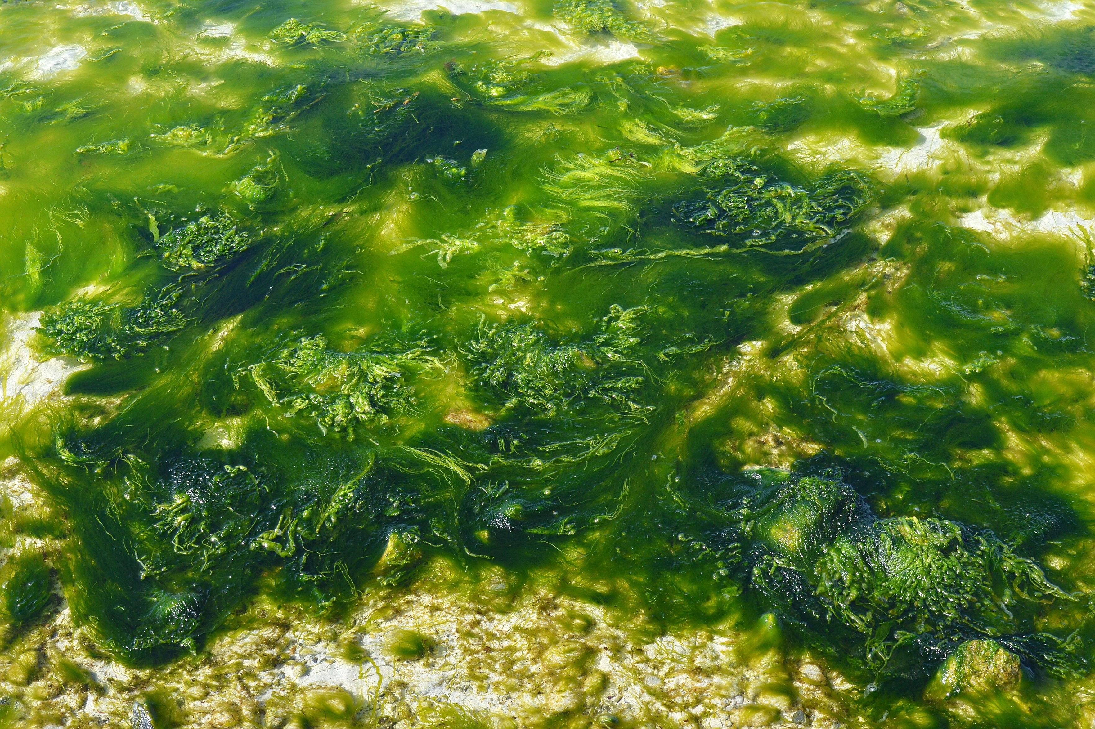 A photo of vividly green sea lettuce in shallow water.