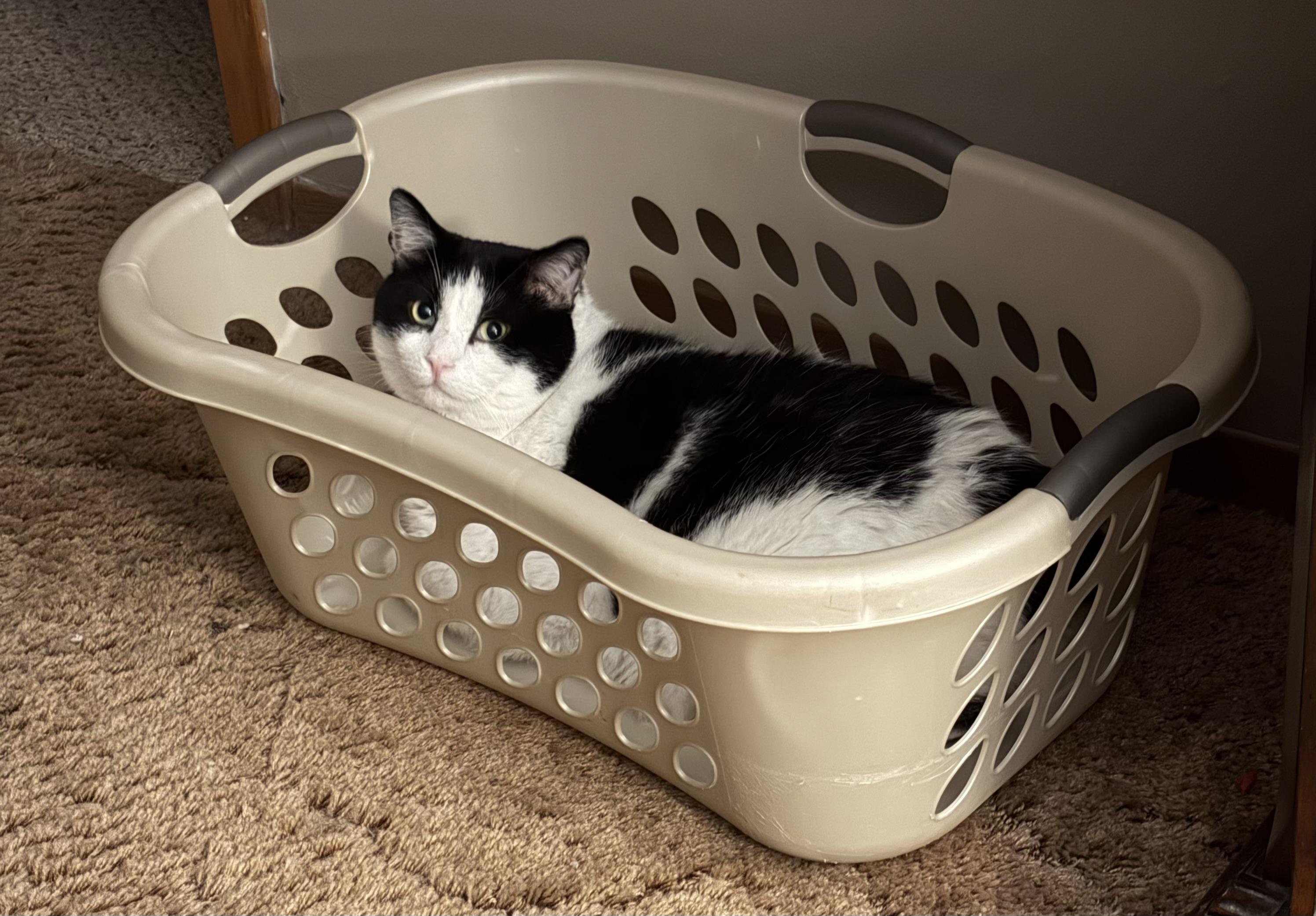 A photo of my tuxedo cat Nubs in an empty clothes basket