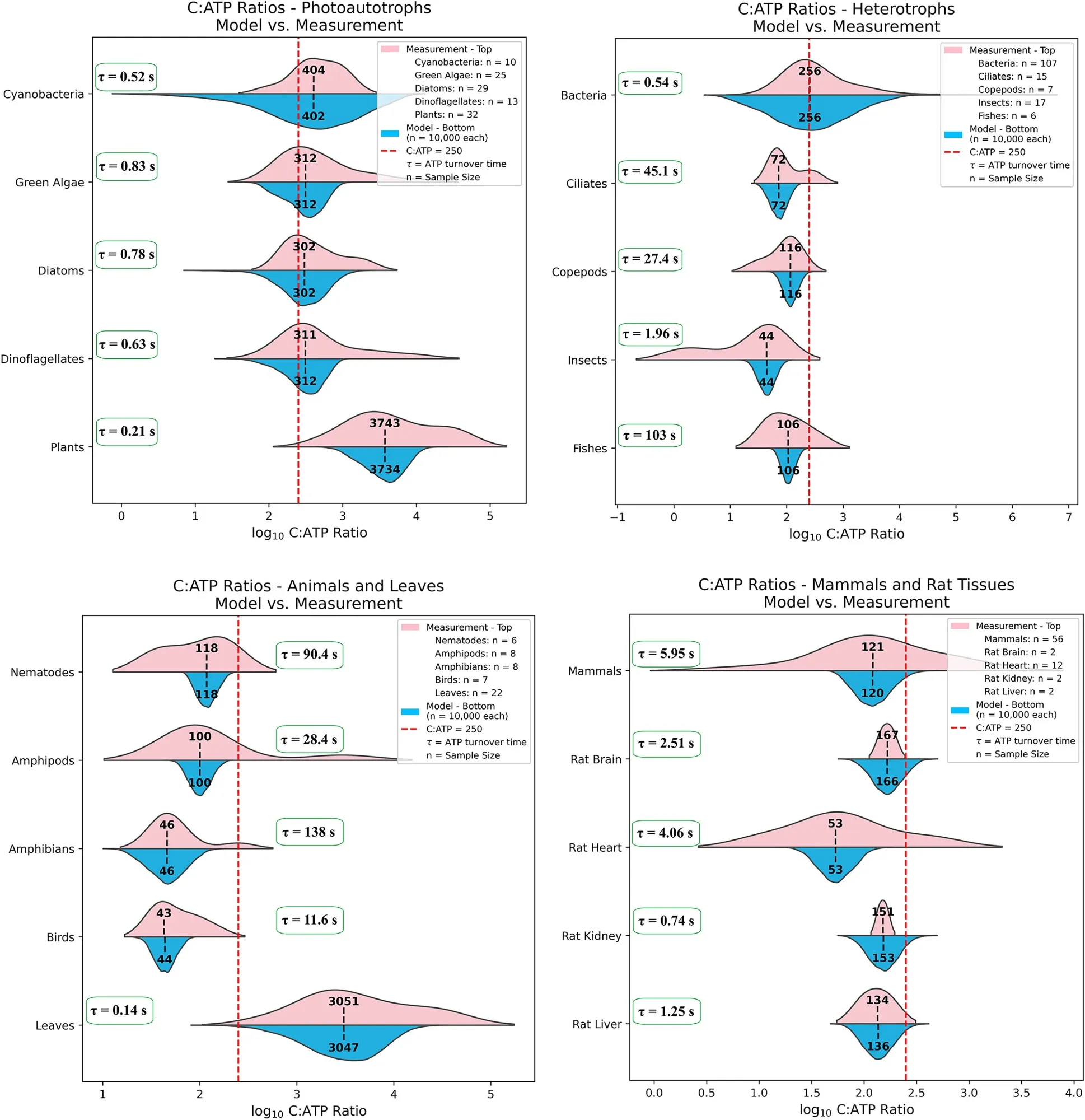 Comparison between experimental measurements and our theoretical steady-state model of the C:ATP ratio across major taxonomic groups, including unicellular and multicellular heterotrophs as well as photoautotrophs

For cyanobacteria, both data and model include N2-fixing and non-N2-fixing strains. Plant experimental ATP values are primarily from leaves, with some data from roots, shoots, and plant cell lines, whereas model values represent greenhouse-grown tree seedlings. For bacteria, both experimental and modeled values reflect fast-growing strains except for SAR11 in the data. Experimental data for ciliates represent tintinnids and Paramecium, whereas the model encompasses a broader range of ciliate types. Insects are represented by relatively large terrestrial species in both the data and the model; experimental ATP values are mostly from flight muscle, with some from brain and fat body. For fishes, ATP measurements are from white muscle and sperm cells. ATP data for amphibians are taken from sartorius muscle, gastrocnemius, and brain of frogs. ATP data for birds are taken from pectoral muscle of pigeons, starlings, domestic fowl, and pheasants, and from erythrocytes of chicken, pigeon, and turkey. ATP data for leaves represent various species, while the model represents lettuce. Mammalian ATP data are from a mix of tissues—including heart, brain, muscle, liver, kidney, thigh, fat pad, spleen, and blood—of rats, mice, pigs, dogs, and humans, as well as erythrocytes from twelve different animals. The rat tissue model uses respiration-rate data per tissue taken from,49 where brain, heart, kidney, and liver account for, respectively, 3%, 3%, 7%, and 20% of whole-body respiration. Details of the data compilation are provided in compiled measurements of ATP content per unit biomass across the kingdoms of life and data compilation from the literature for the theoretical model, where all relevant references are listed.
