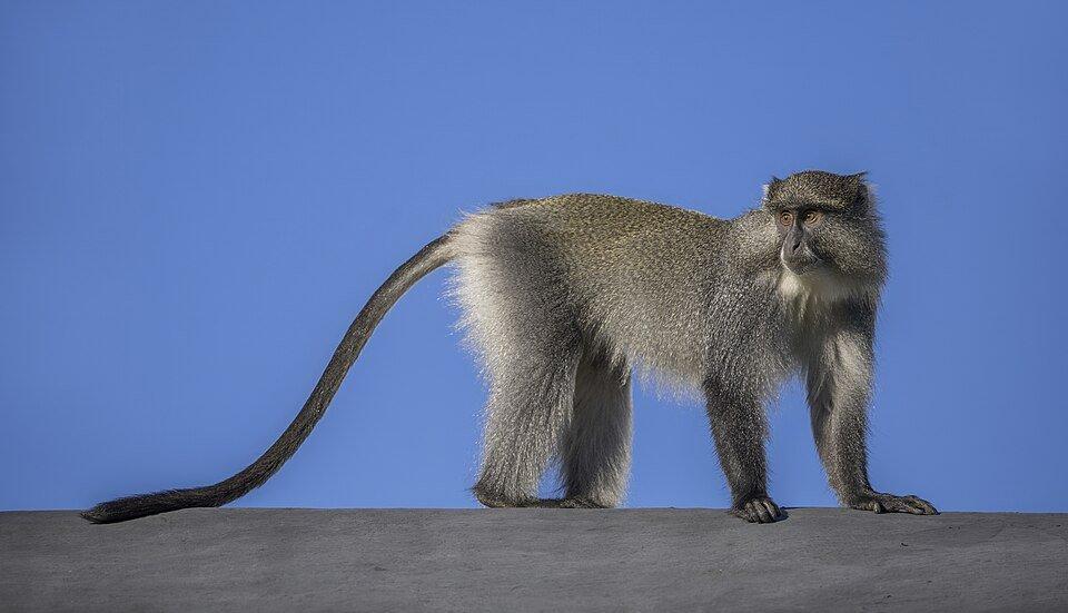 Samango monkey (Cercopithecus mitis labiatus), Mount Sheba, Pilgrim's Rest, South Africa by Charles J Sharp