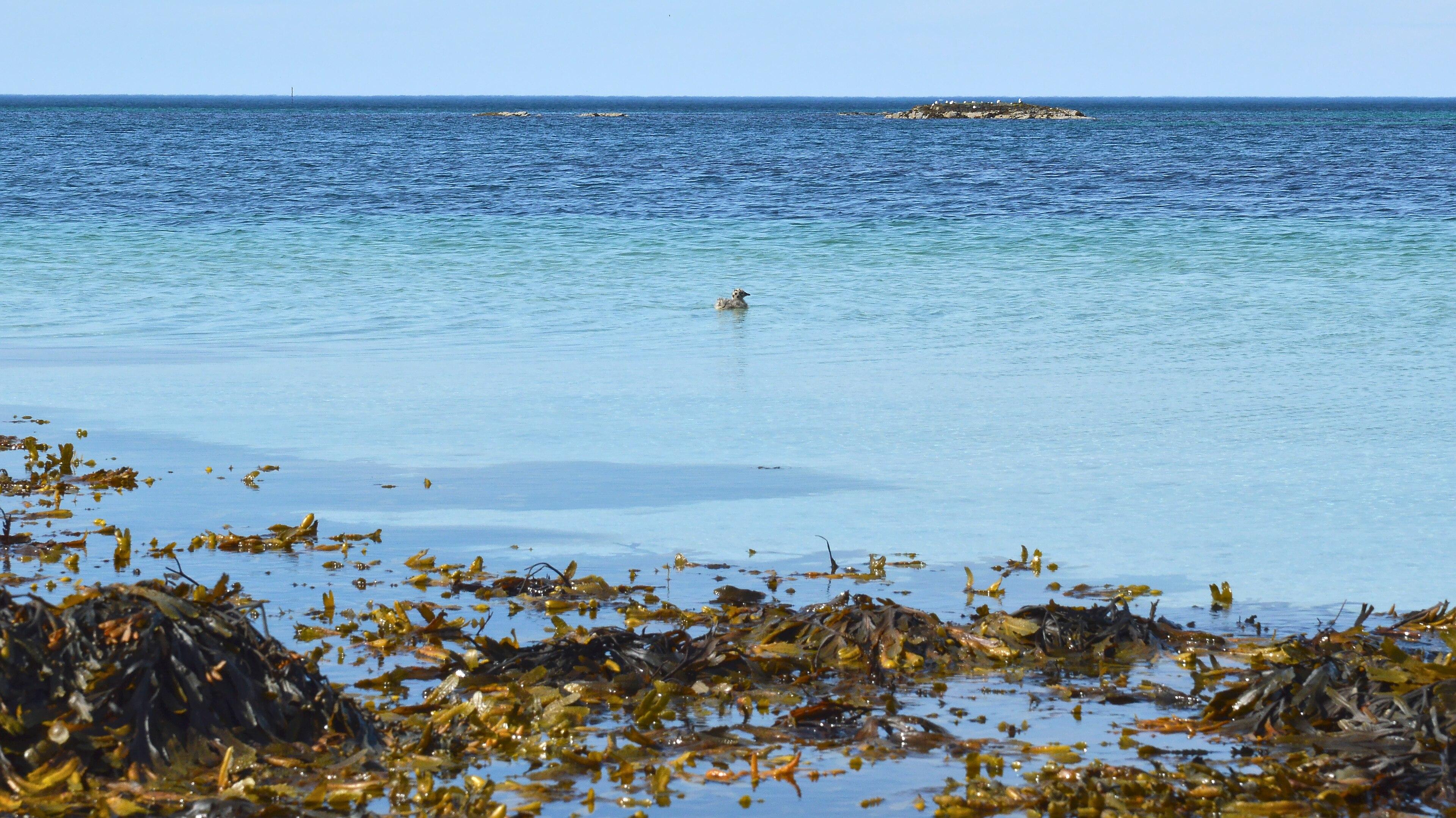 A photo of a baby gull in water with seaweed in the foreground.