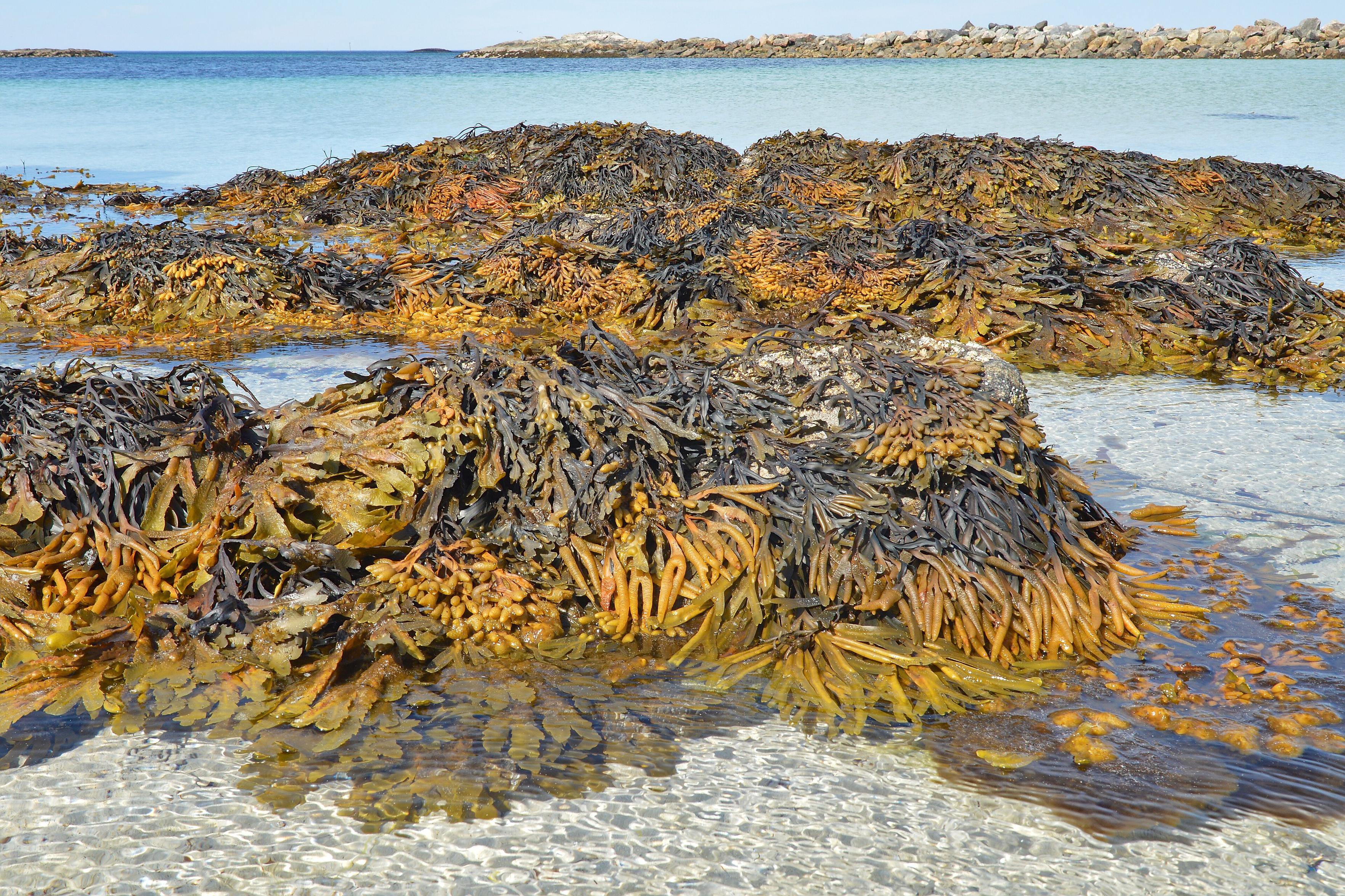 A photo of large mounds of black and yellow vesicled rockweed in shallow water.