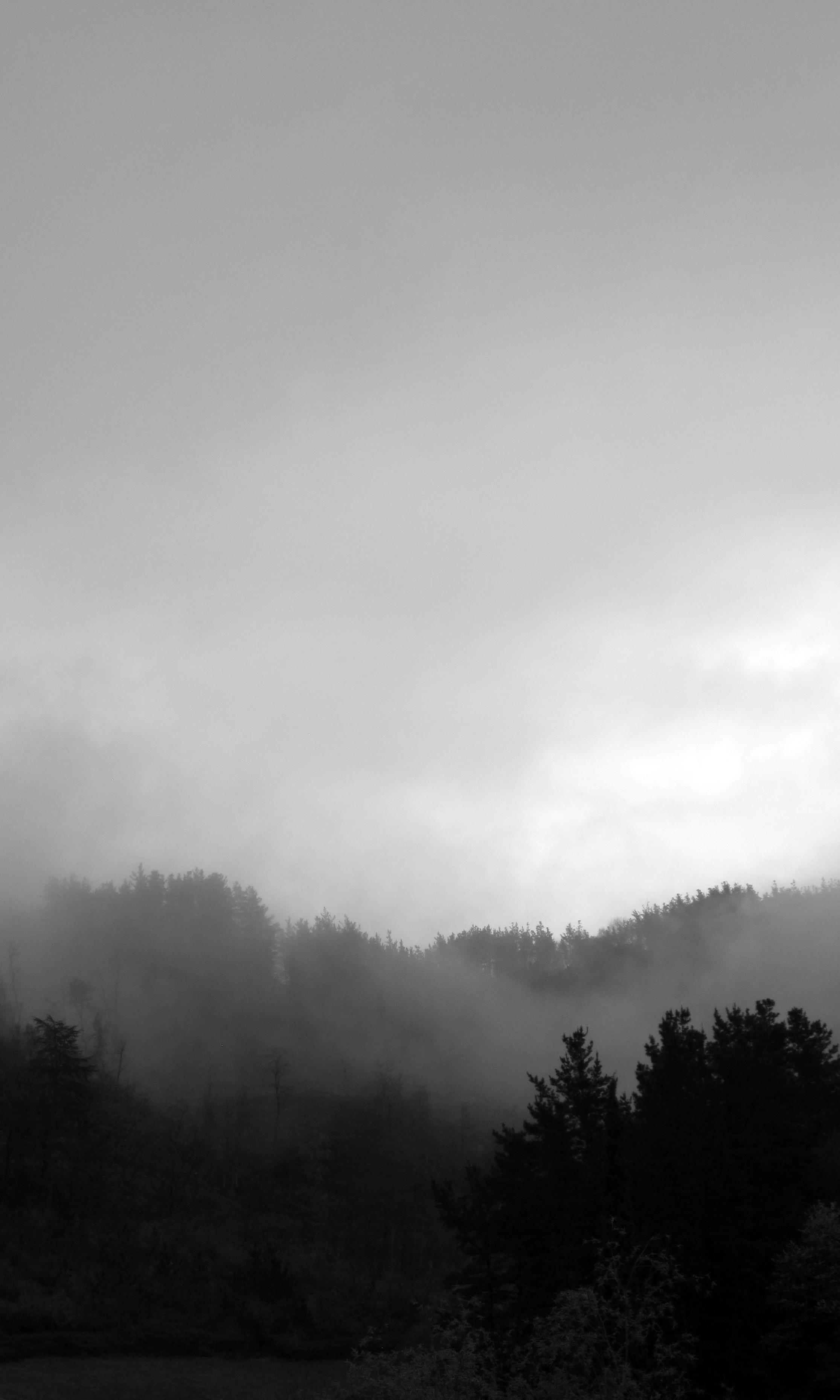 Fotografía en blanco y negro de montes boscosos envueltos en niebla