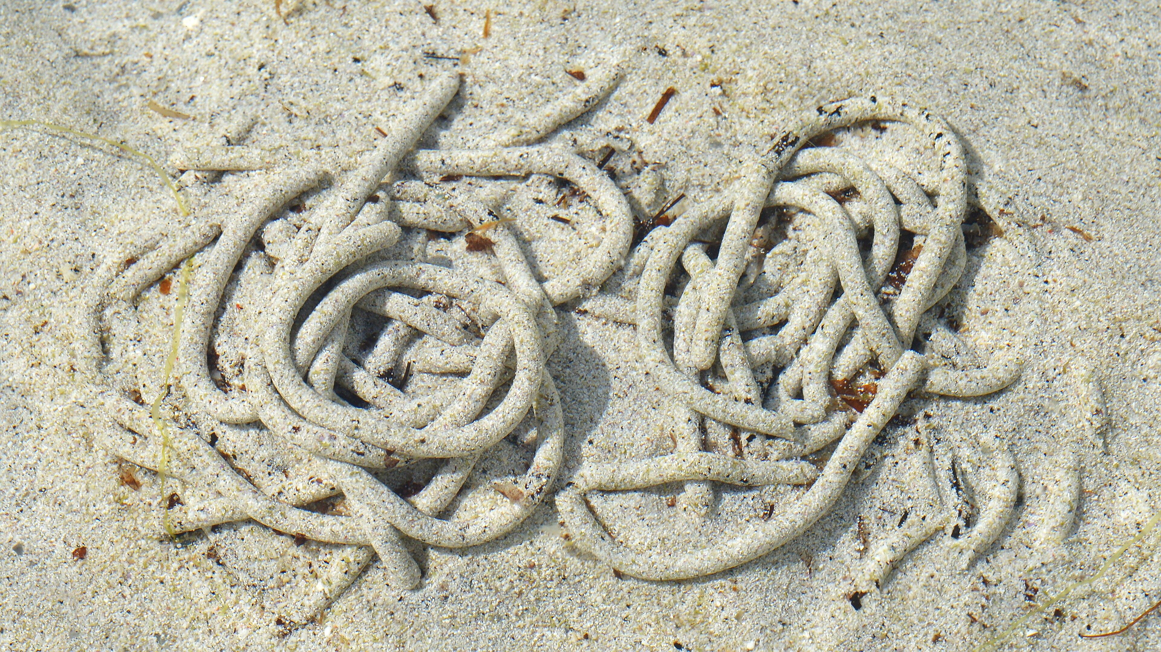 A photo of Arenicola sp. casts in sand under very shallow water.