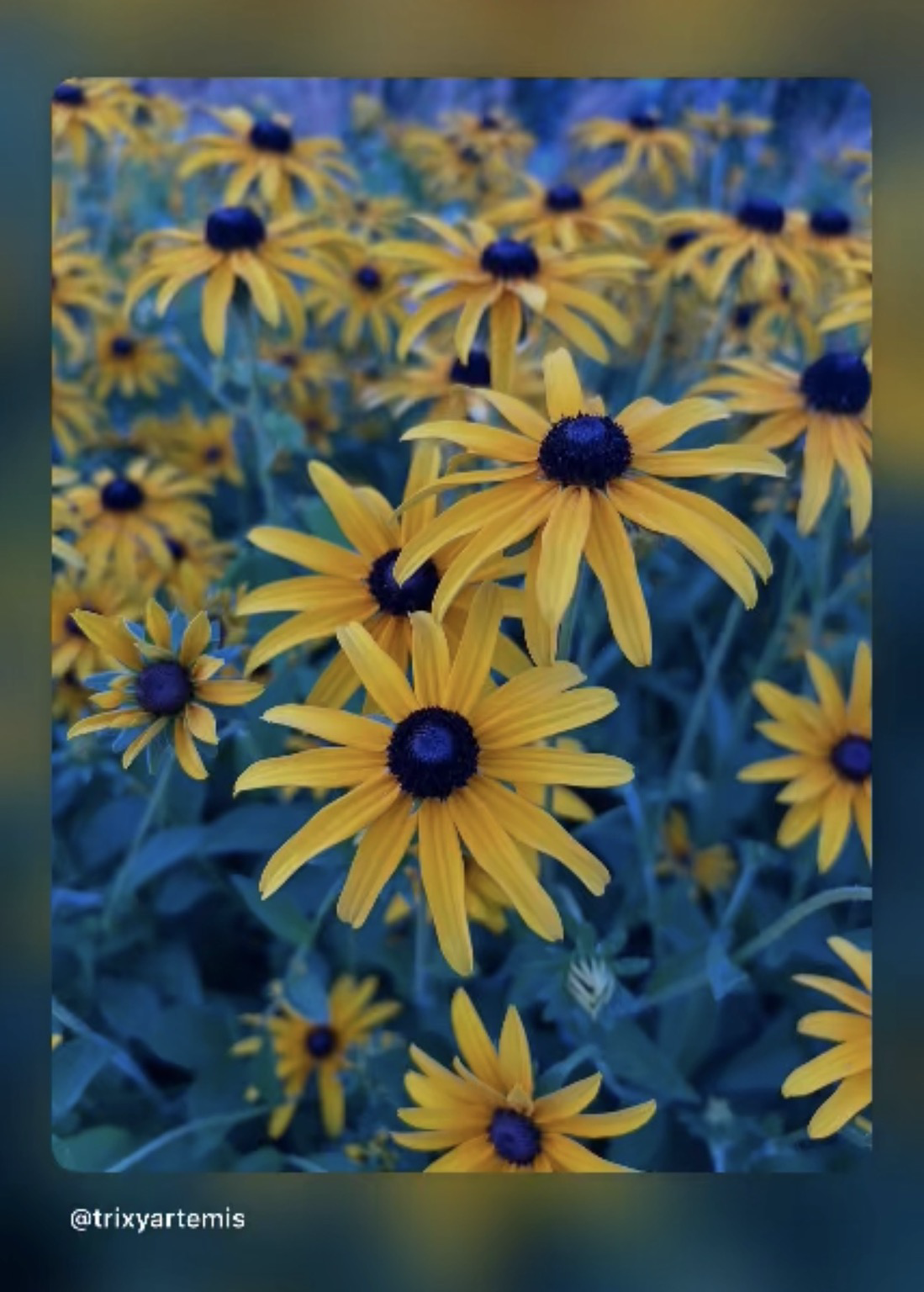 A close-up of vibrant yellow Black-eyed Susan flowers with dark brown centers, densely clustered together against green foliage.