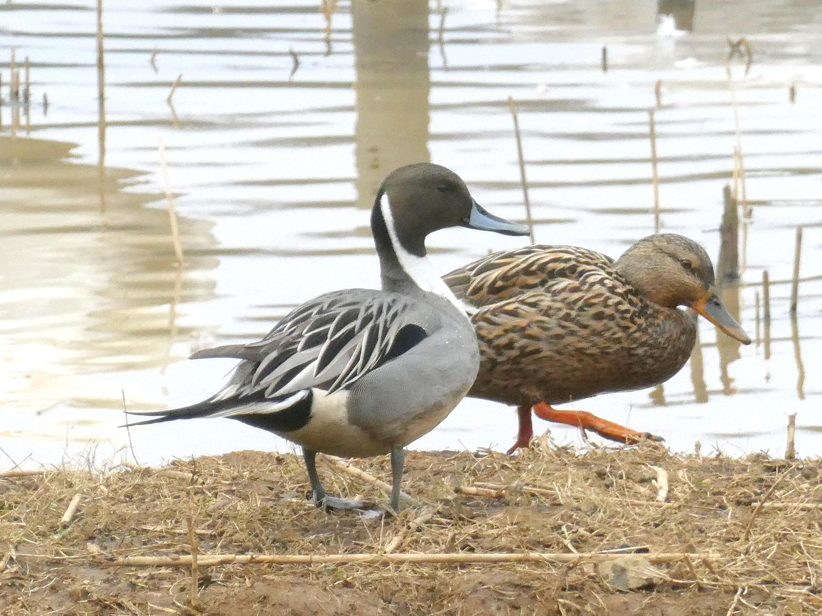 Northern Pintail (Anas acuta)
LC Least Concern