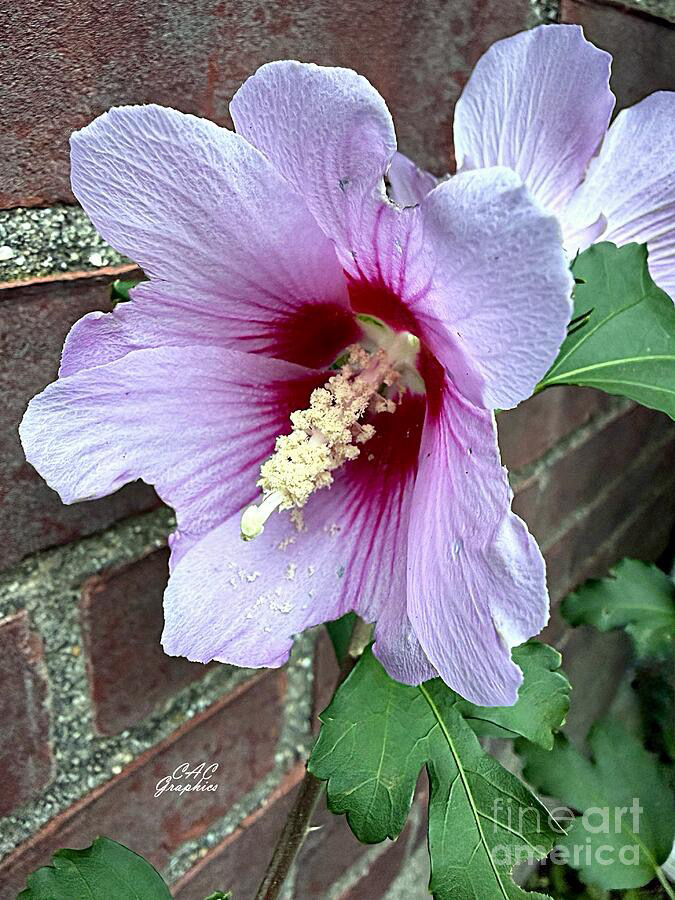 Lavender Hibiscus growing against brick wall