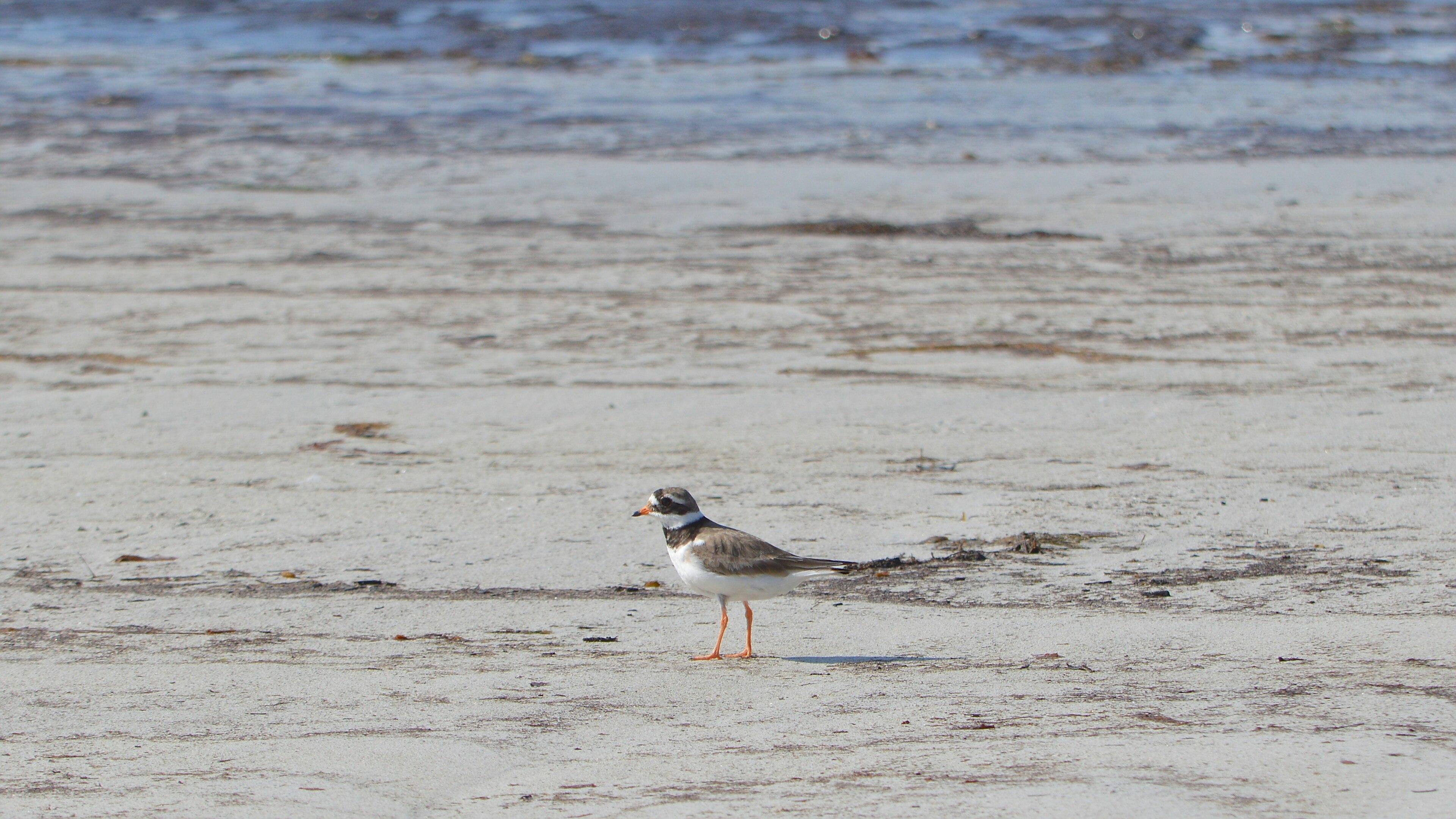 A photo of a common ringed plover standing on a beach.