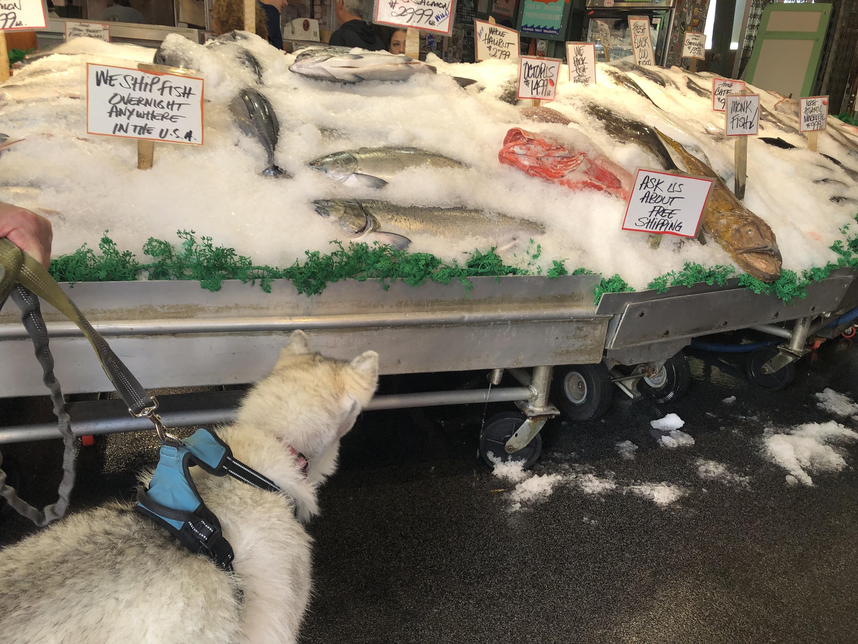 Gray-white Siberian husky with right side of face shaved post op, checking out the fresh fish display on ice at Pike Place Market in Seattle, Washington
