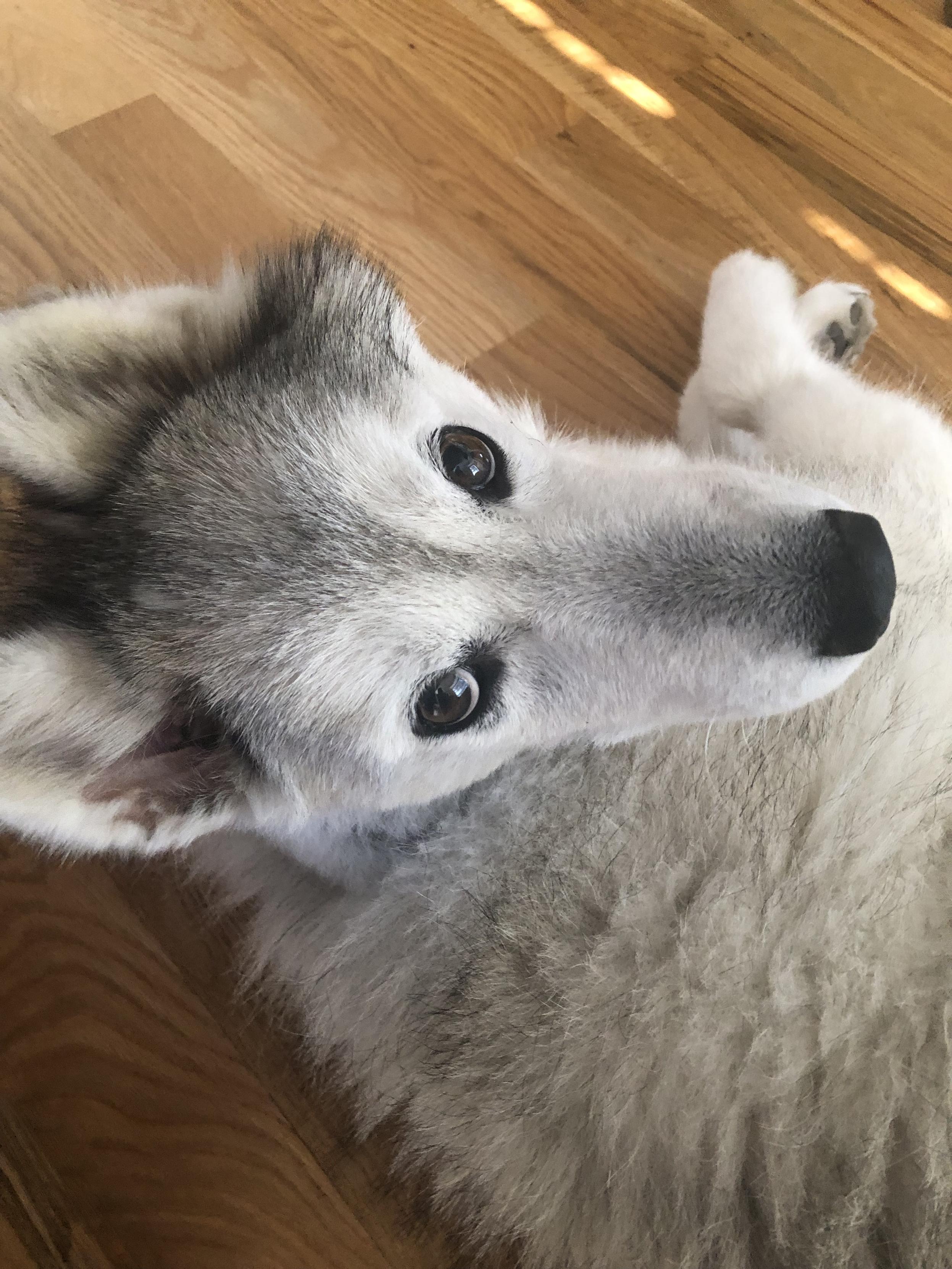 A gray-white Siberian husky lying on the hardwood floor, lifting up her head to ask me if it’s dinner time yet. Inquiring mind and hungry belly want to know. It never fails that my brown-eyed girl hangs around me and follows me everywhere one hour before dinner.