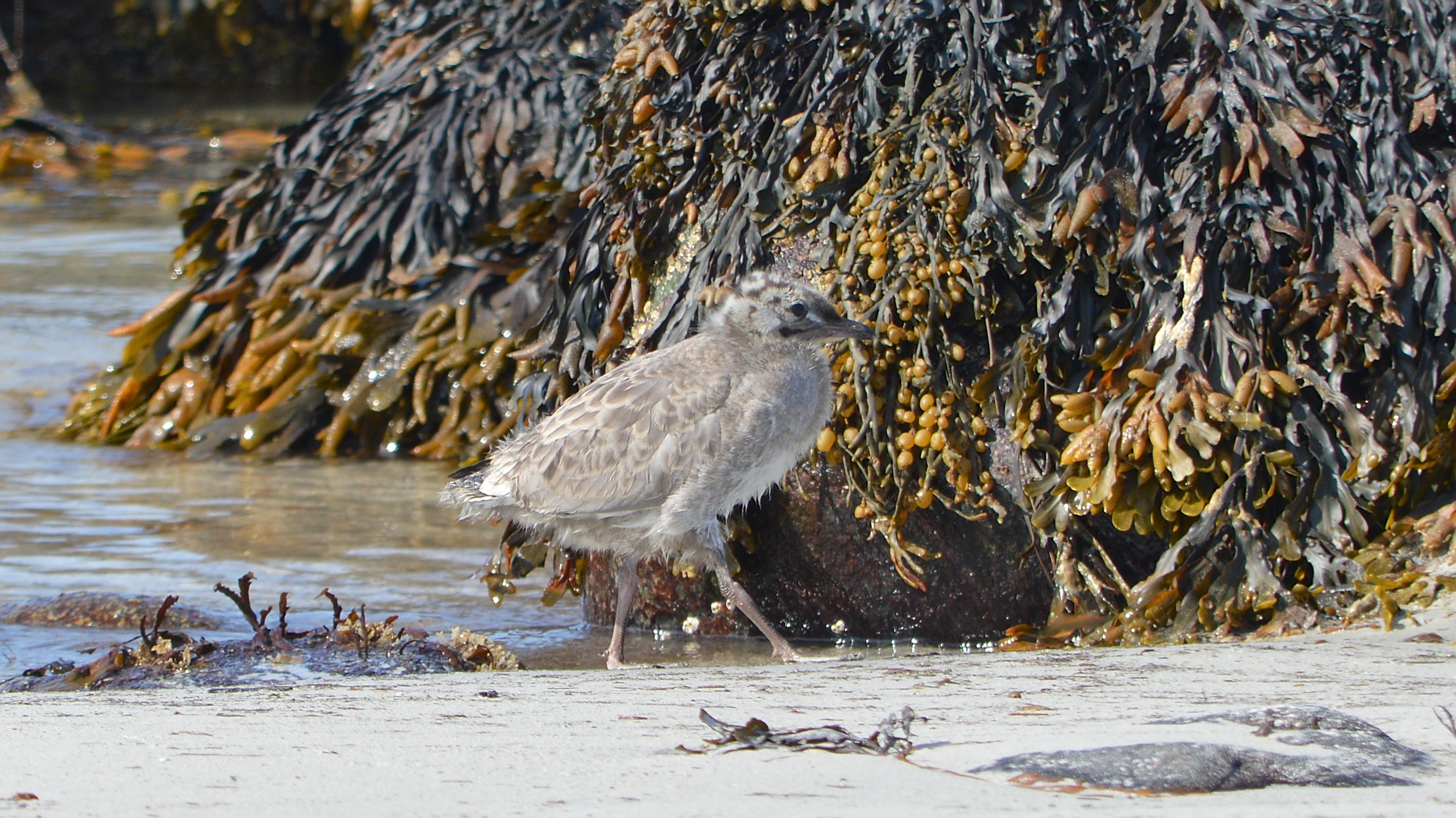 A photo of a baby common gull walking on a beach with large mounds of seaweed behind them.
