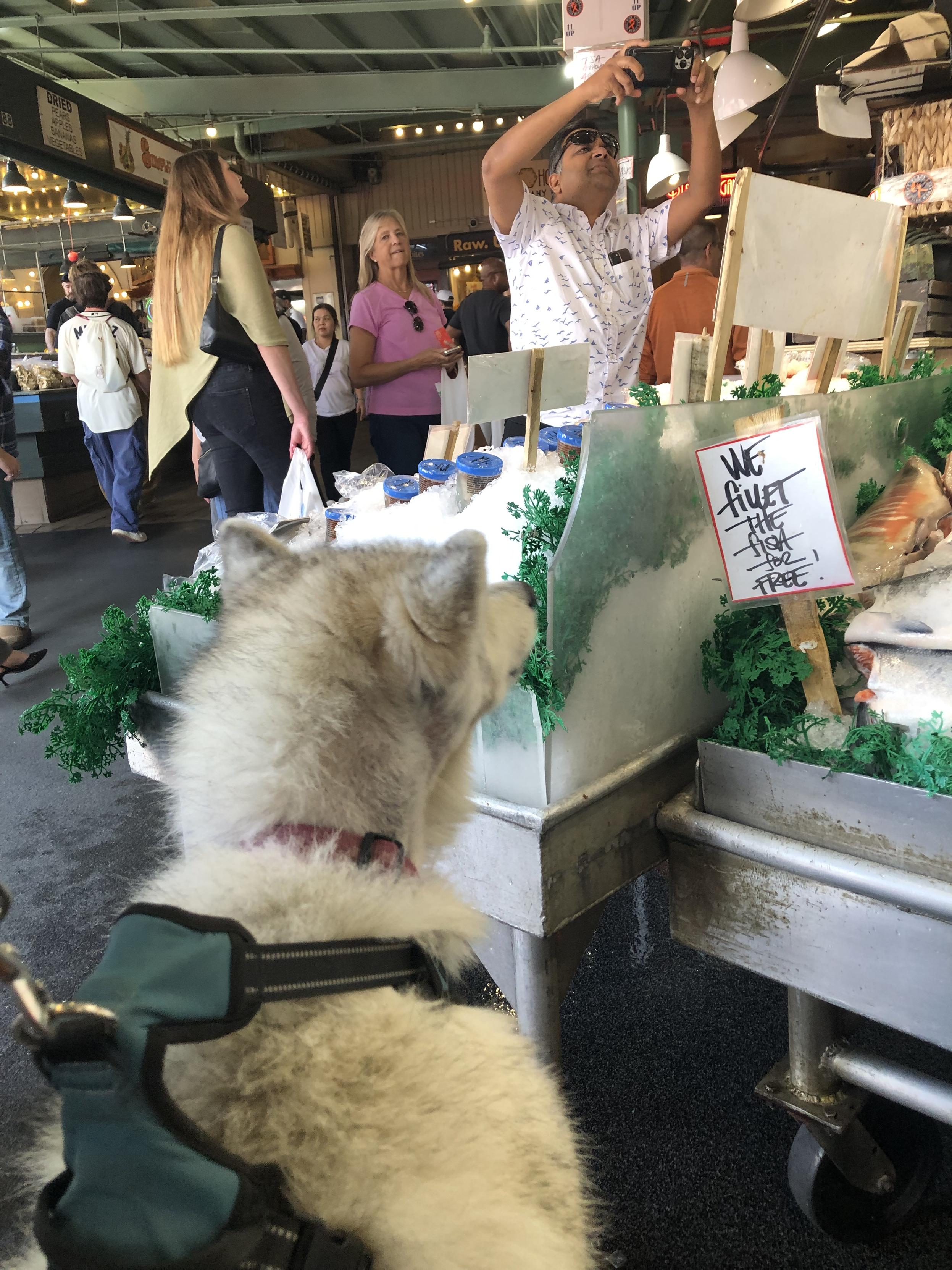 A gray-white Siberian husky on her hind legs, pulling to get closer to the fish on ice at the Pike Place Market in Seattle, Washington. Sign next to fish on ice says “We filet the fish for free!”