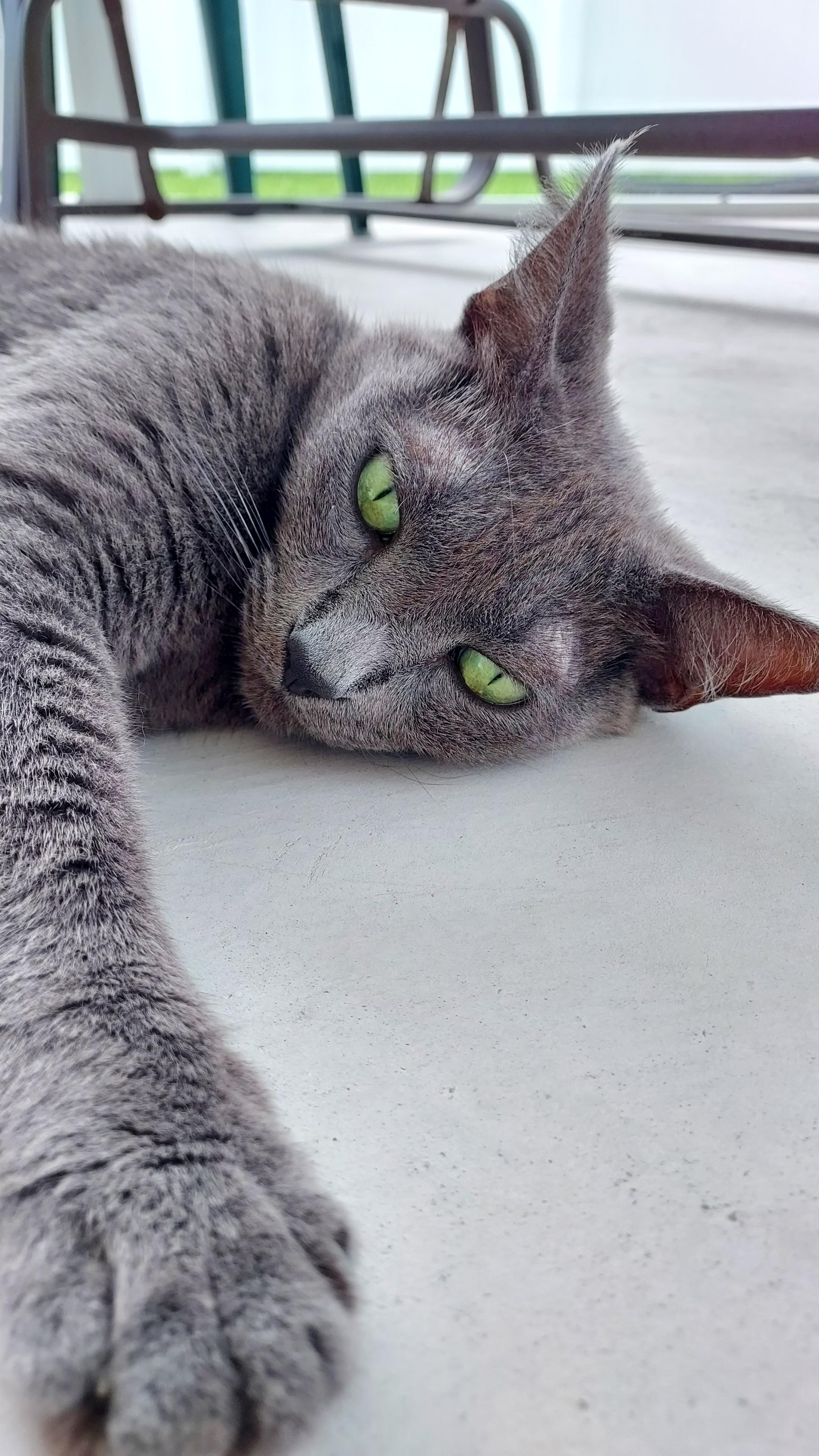Green-eyed cat relaxing on a concrete floor.