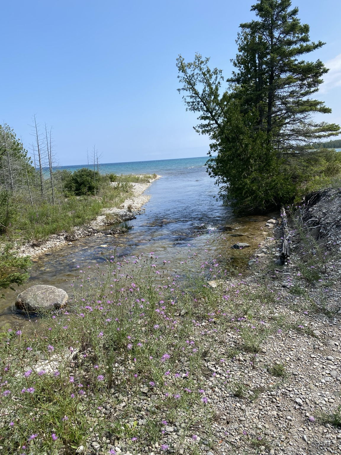 A river draining into lake huron witb rocky shore and flowers in foreground and tree on right bank
