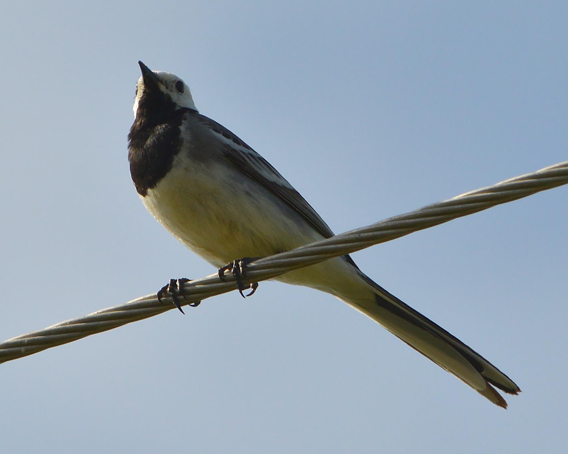 A photo of a white wagtail on a wire against a blue sky.