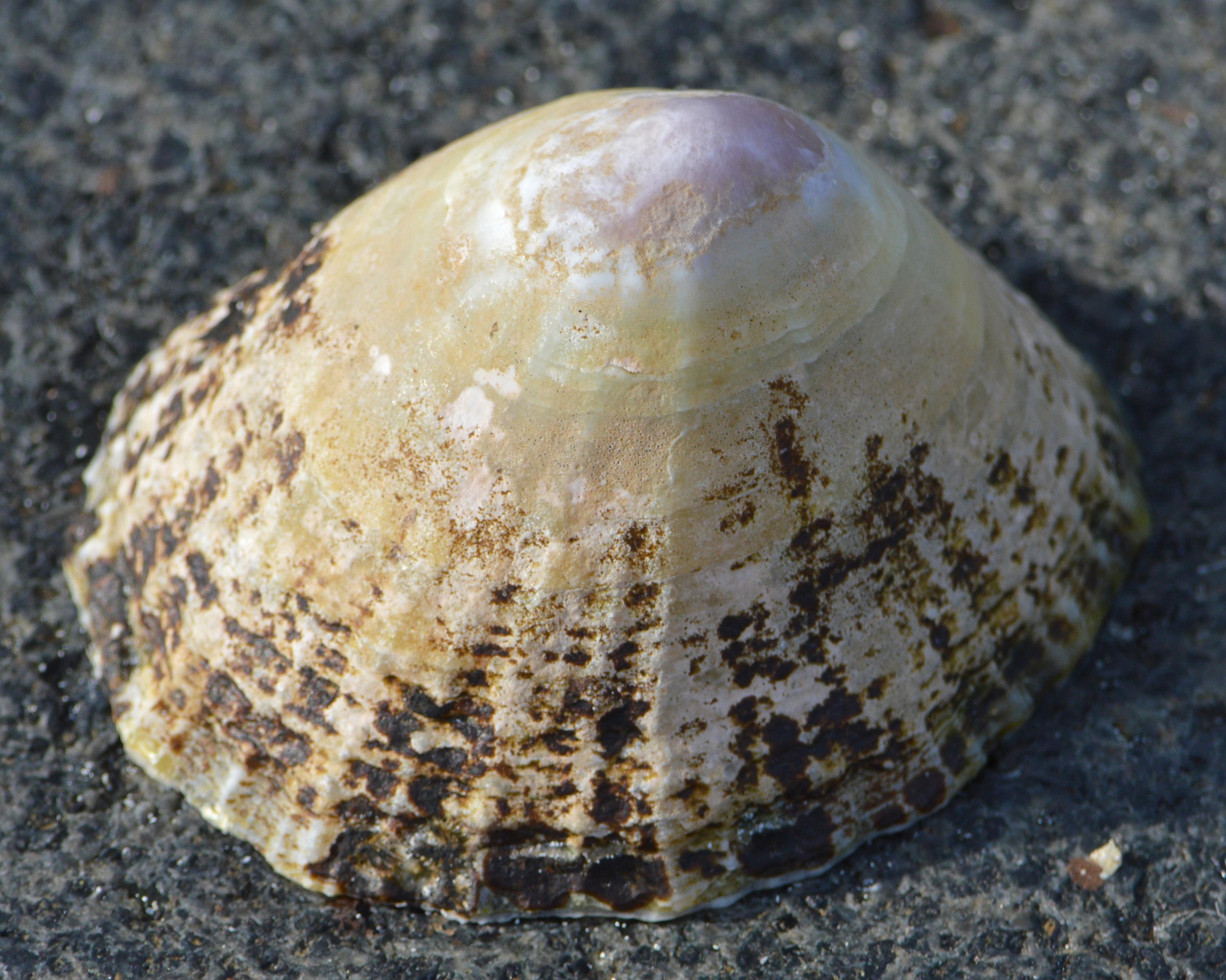 A photo of a worn common European limpet shell on a rock.