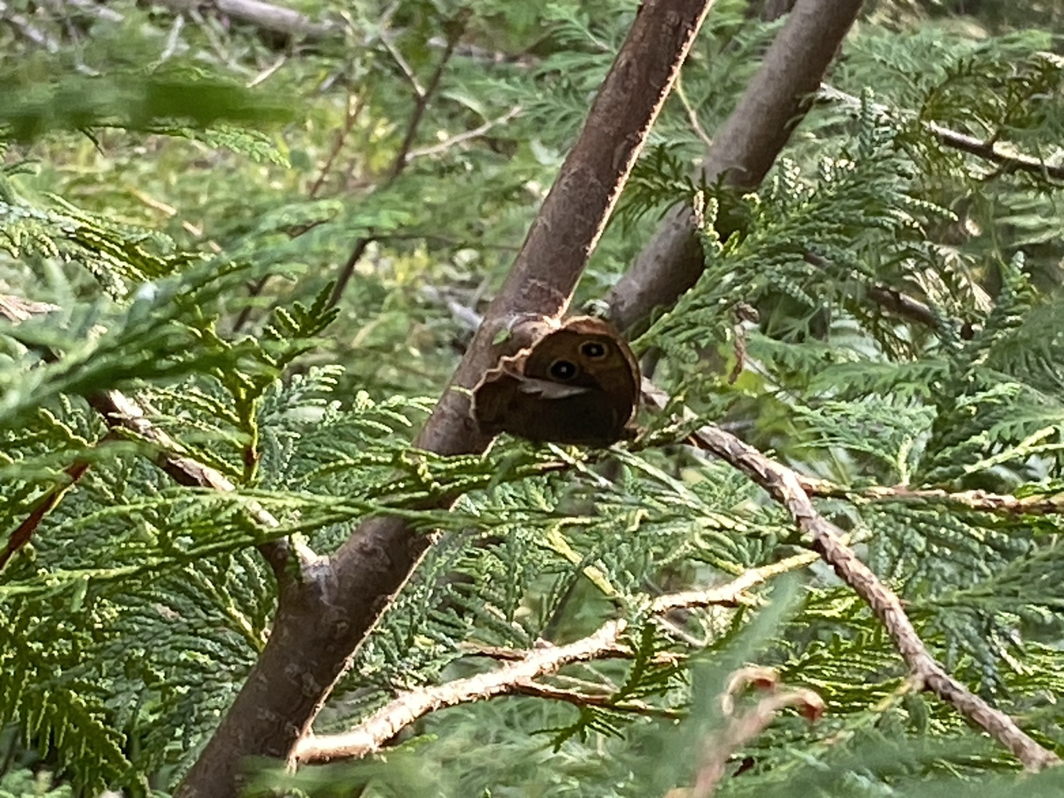Cool butterfly or moth with two fake eyeballs on wings